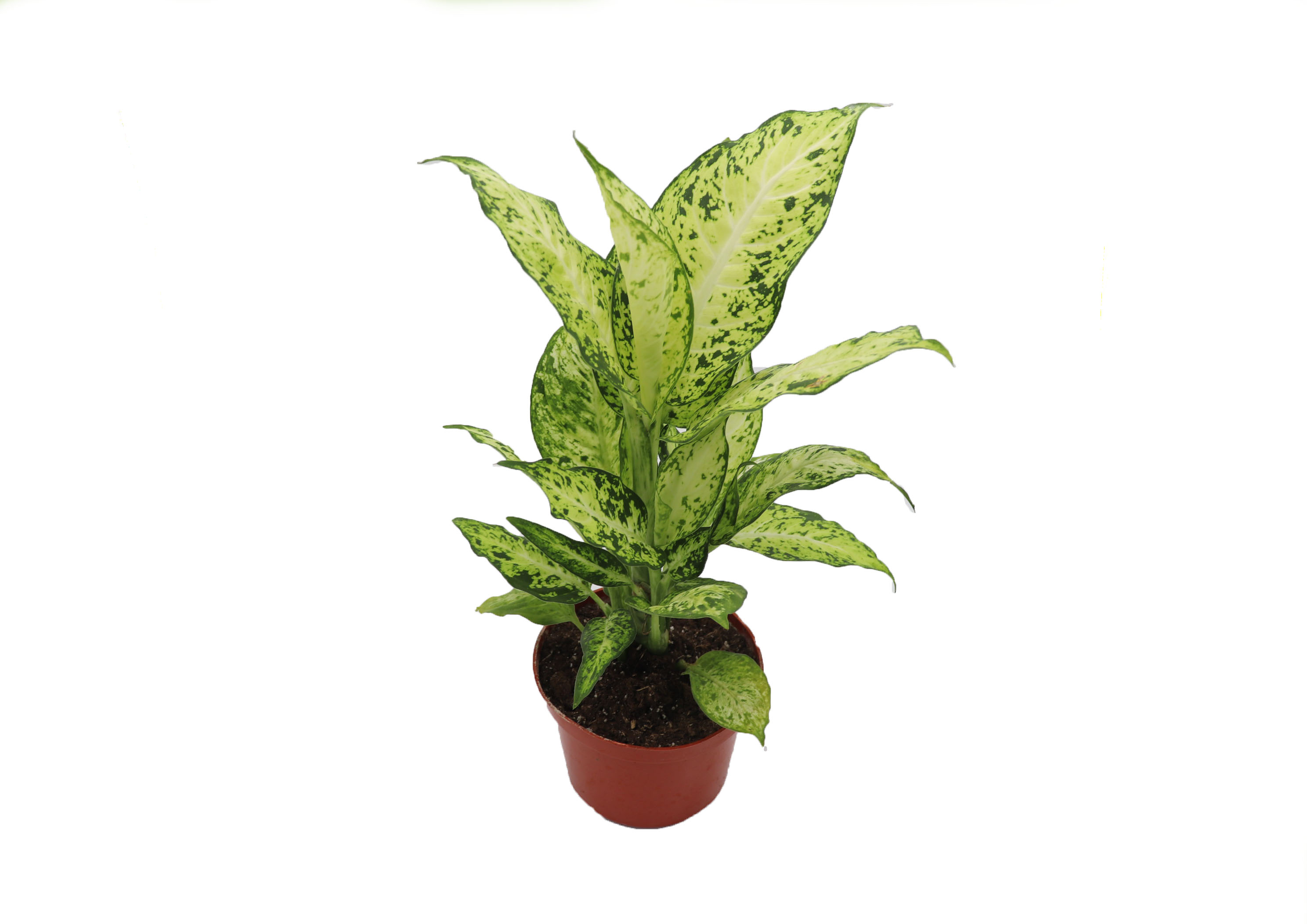 Dieffenbachia Amy