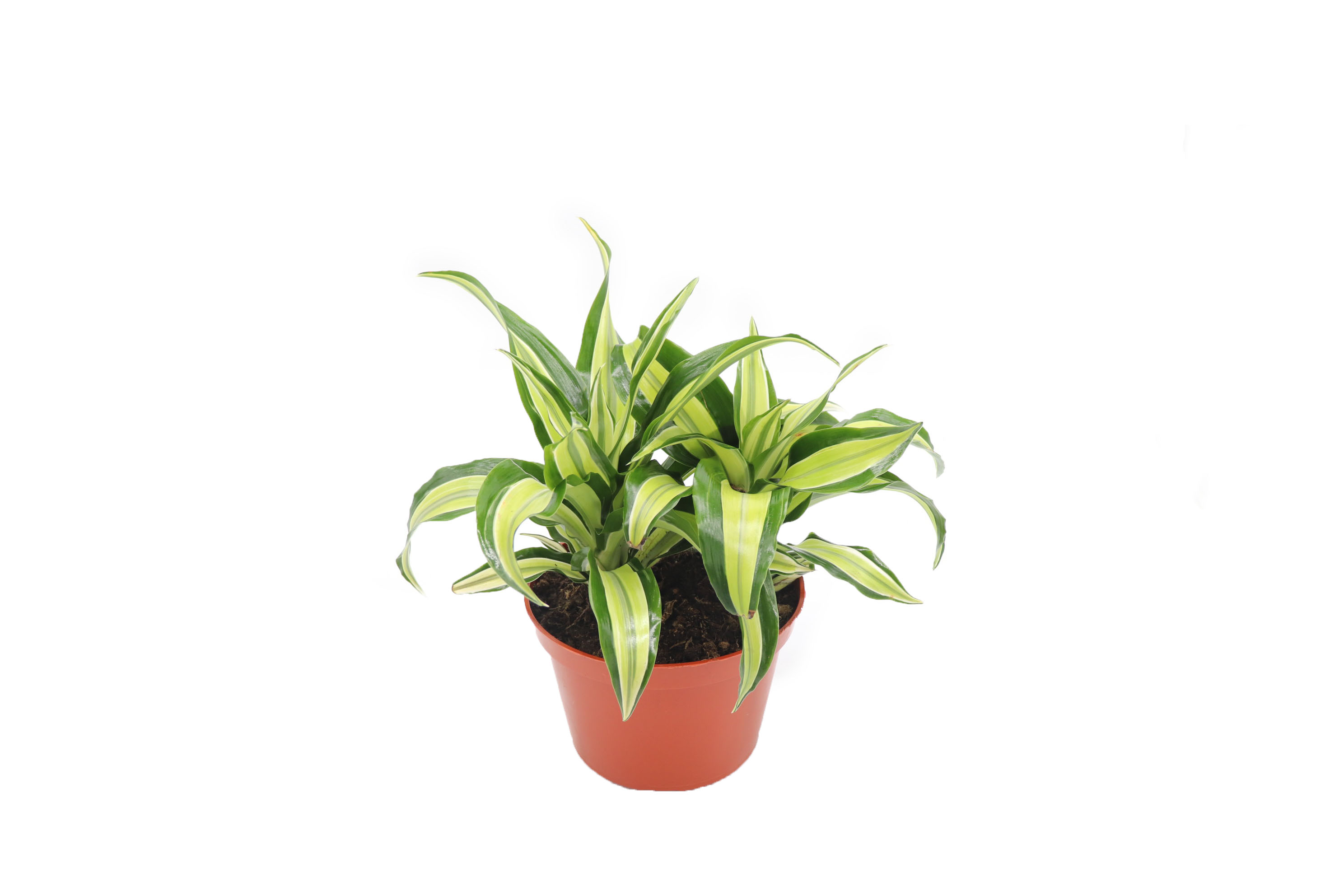 Dracaena Lime Dragon
