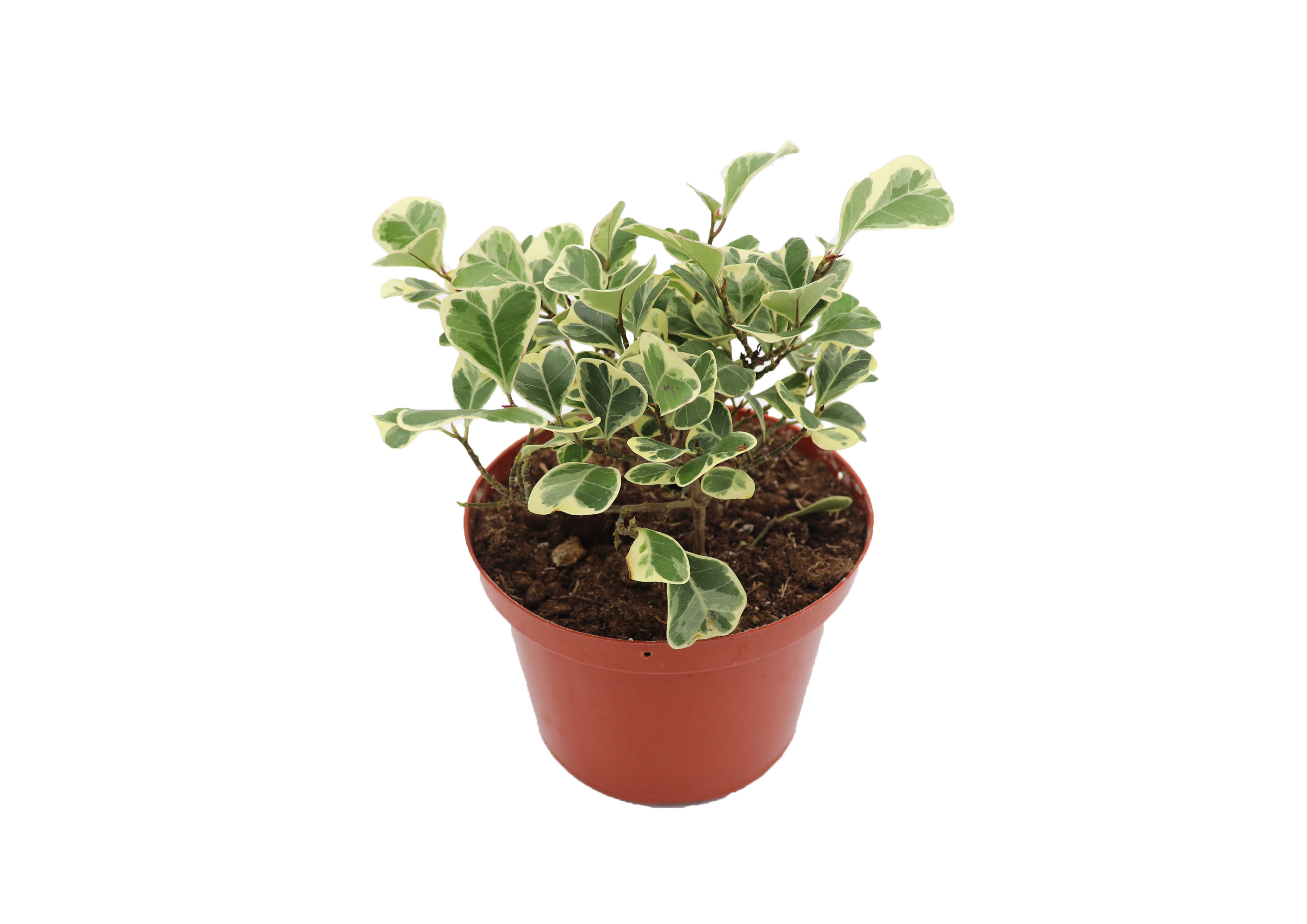 Ficus Triangularis Variegated