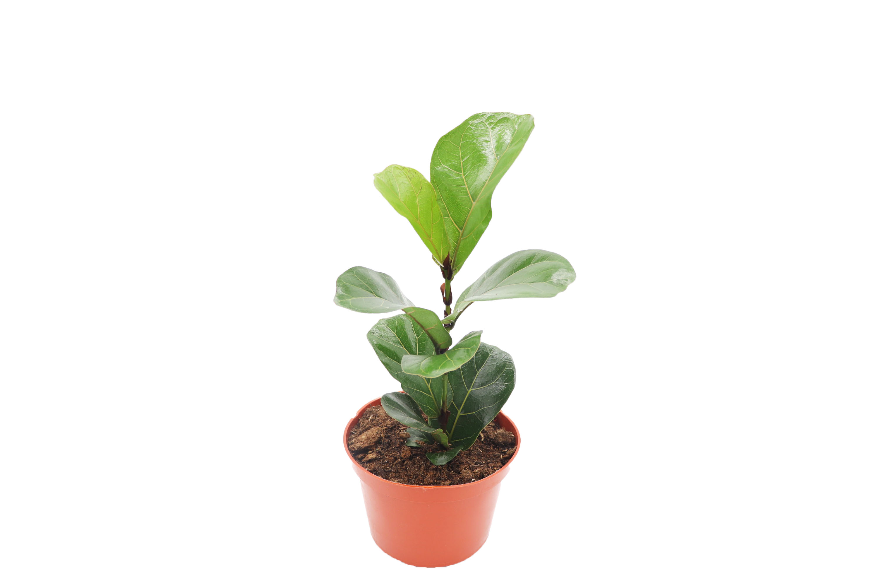 Dwarf Fiddle Leaf Fig (Ficus lyrata ‘Bambino’)