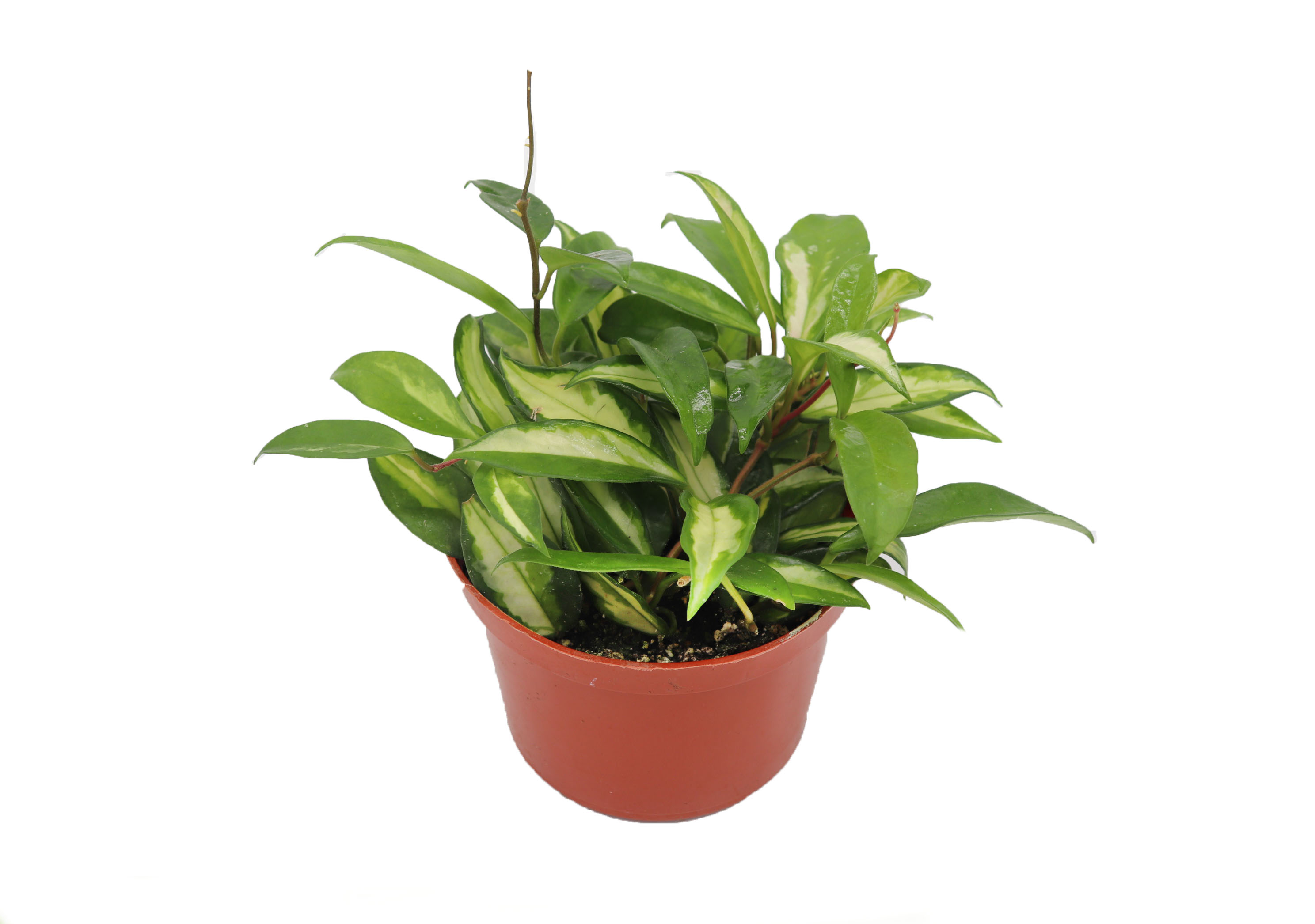 Hoya Crimson Princess