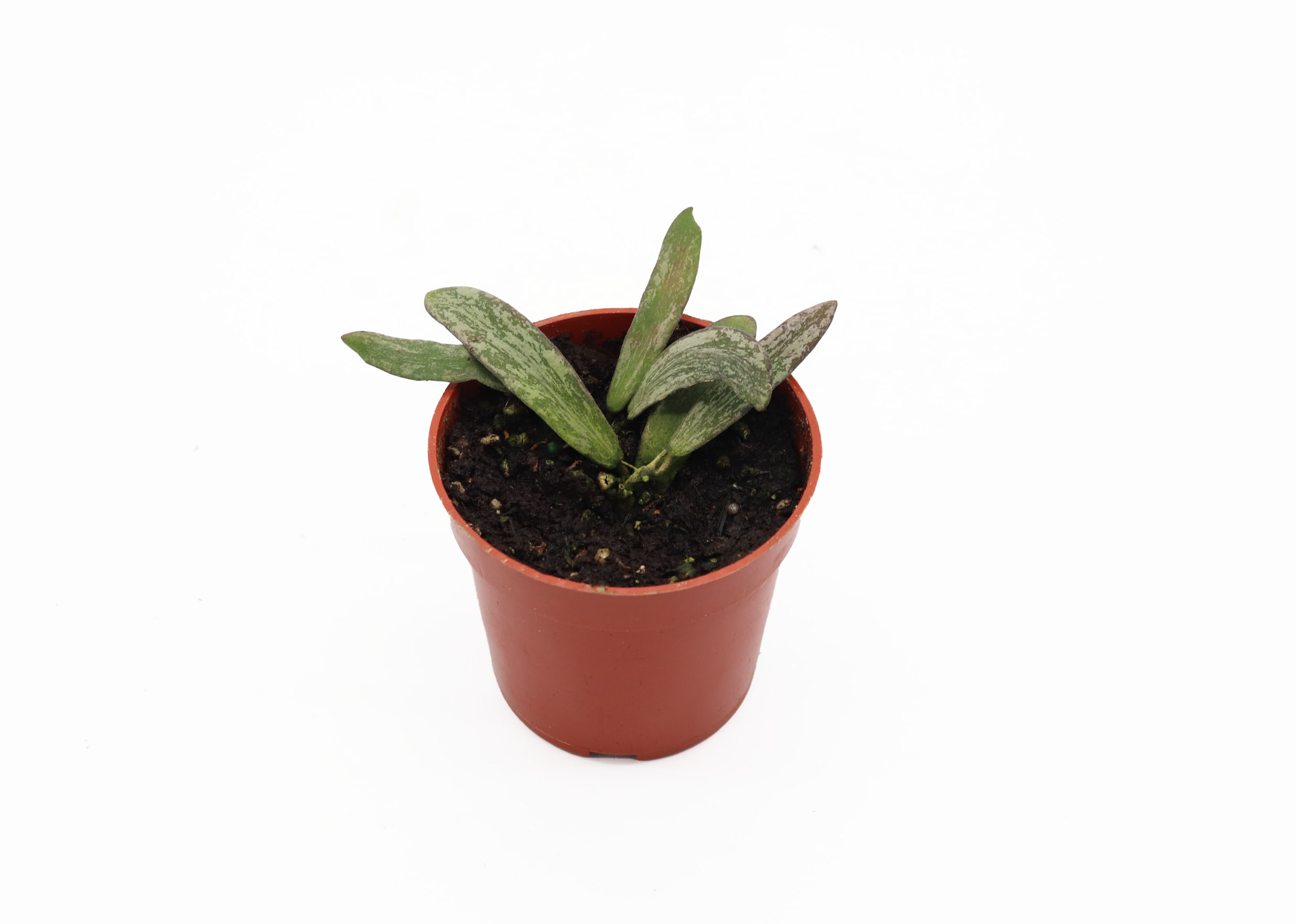 Hoya Sigillatis (Hoya sigillatis)