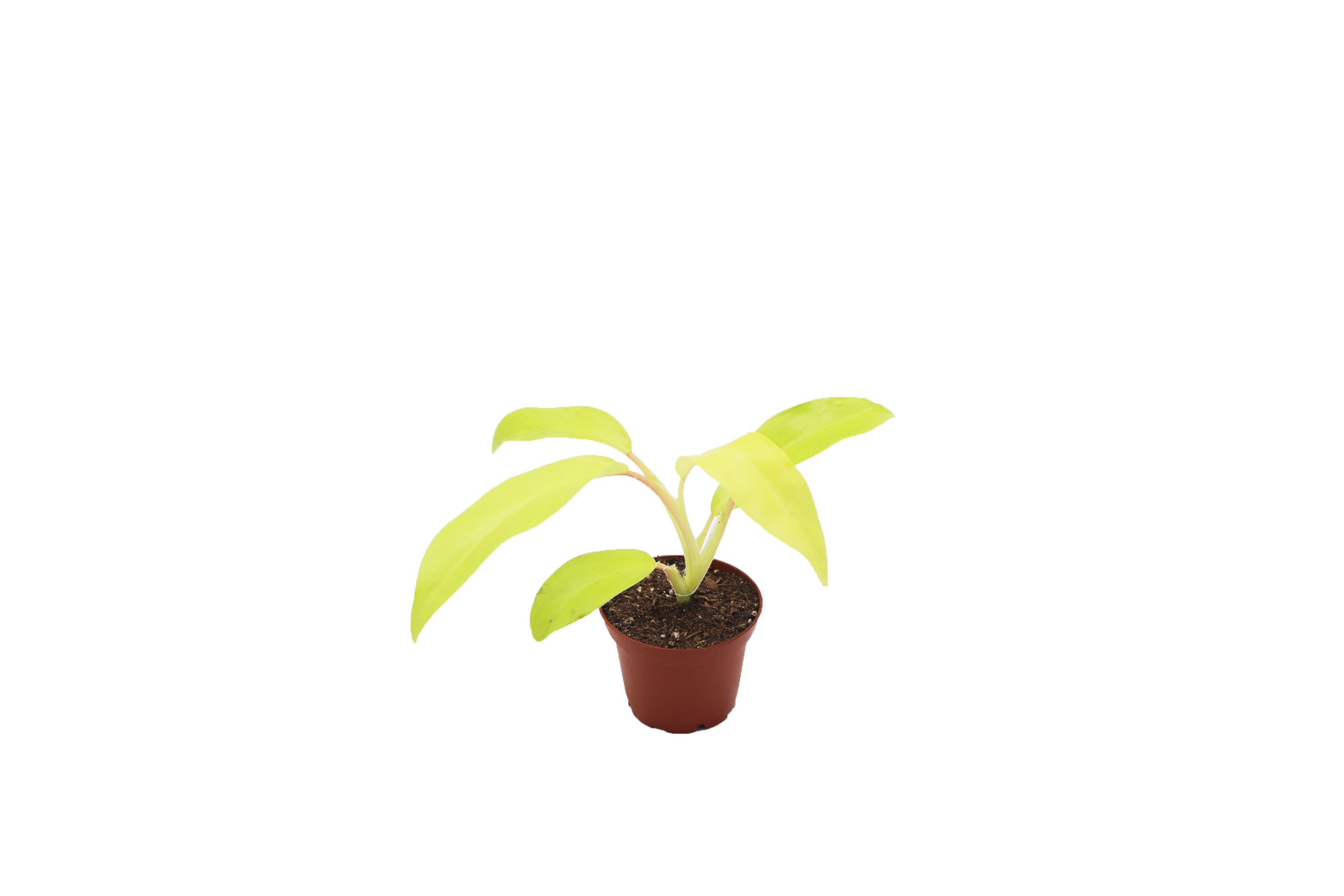 Lemon Lime Philodendron