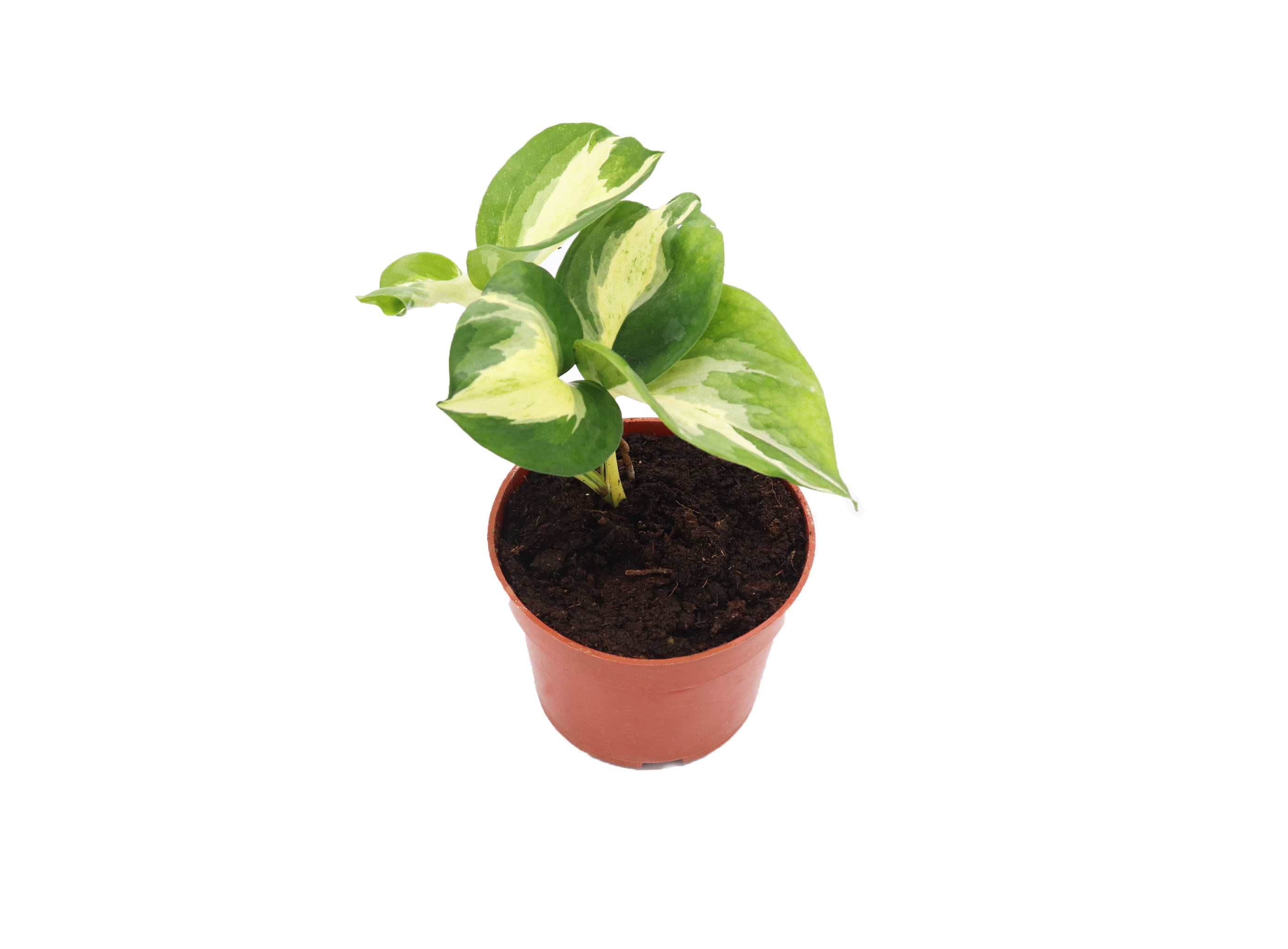 Manjula Pothos