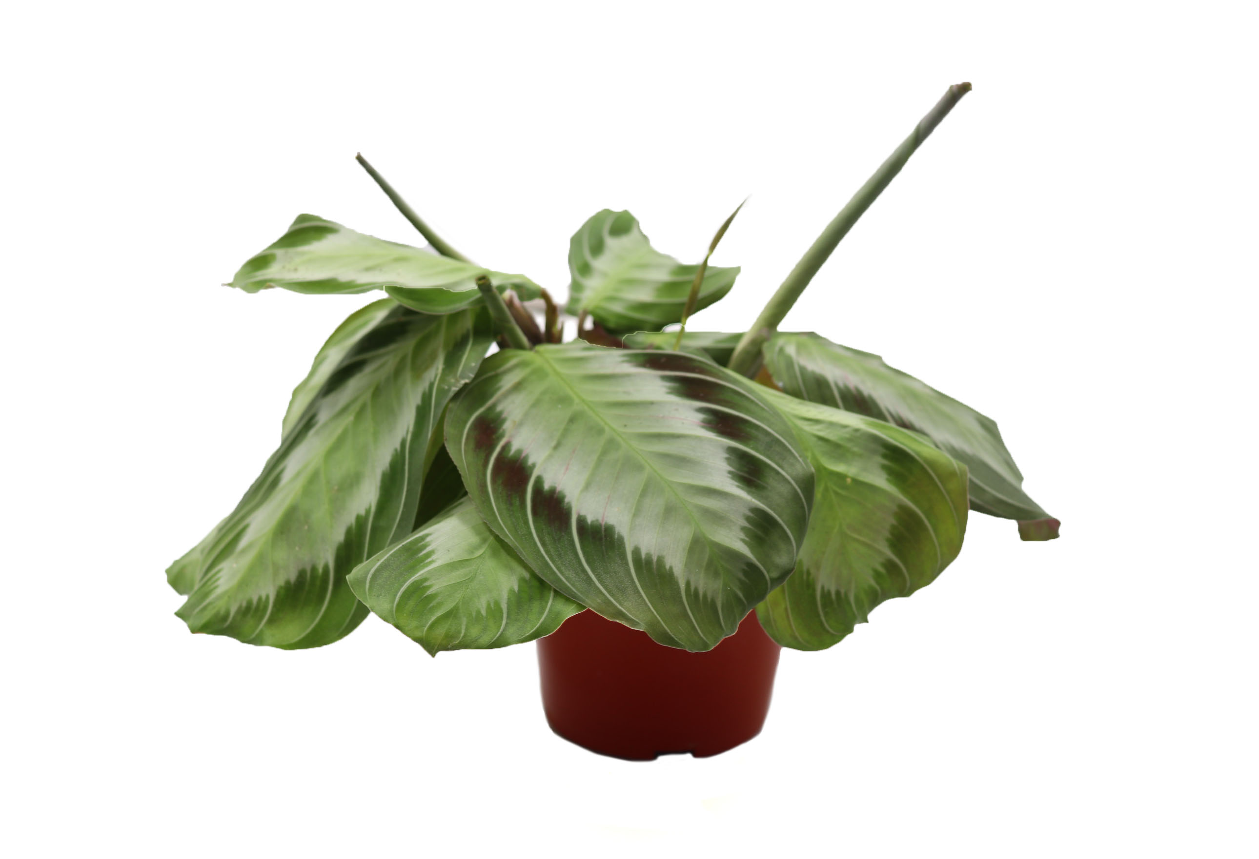 Maranta Silver Band