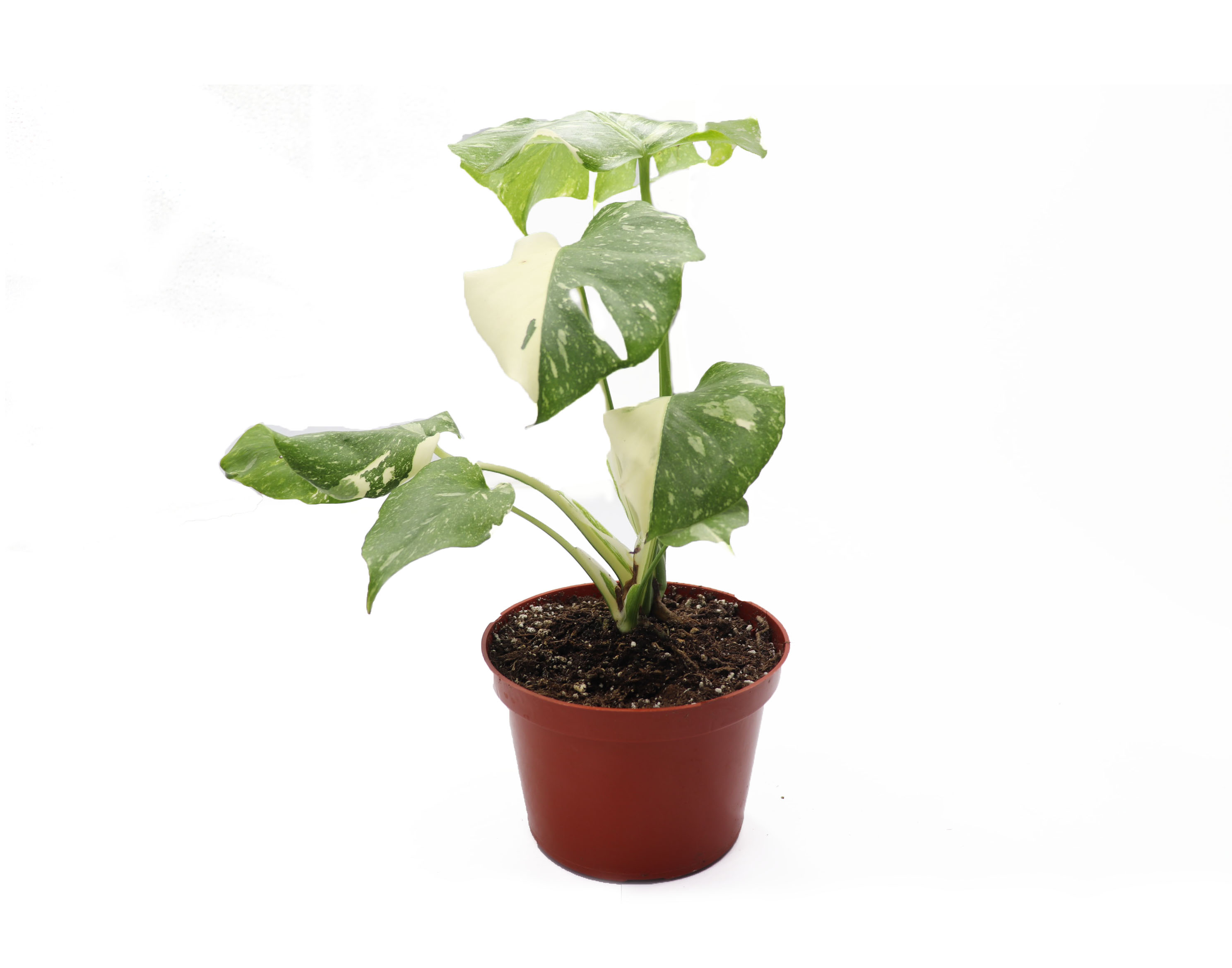 Monstera Constellation