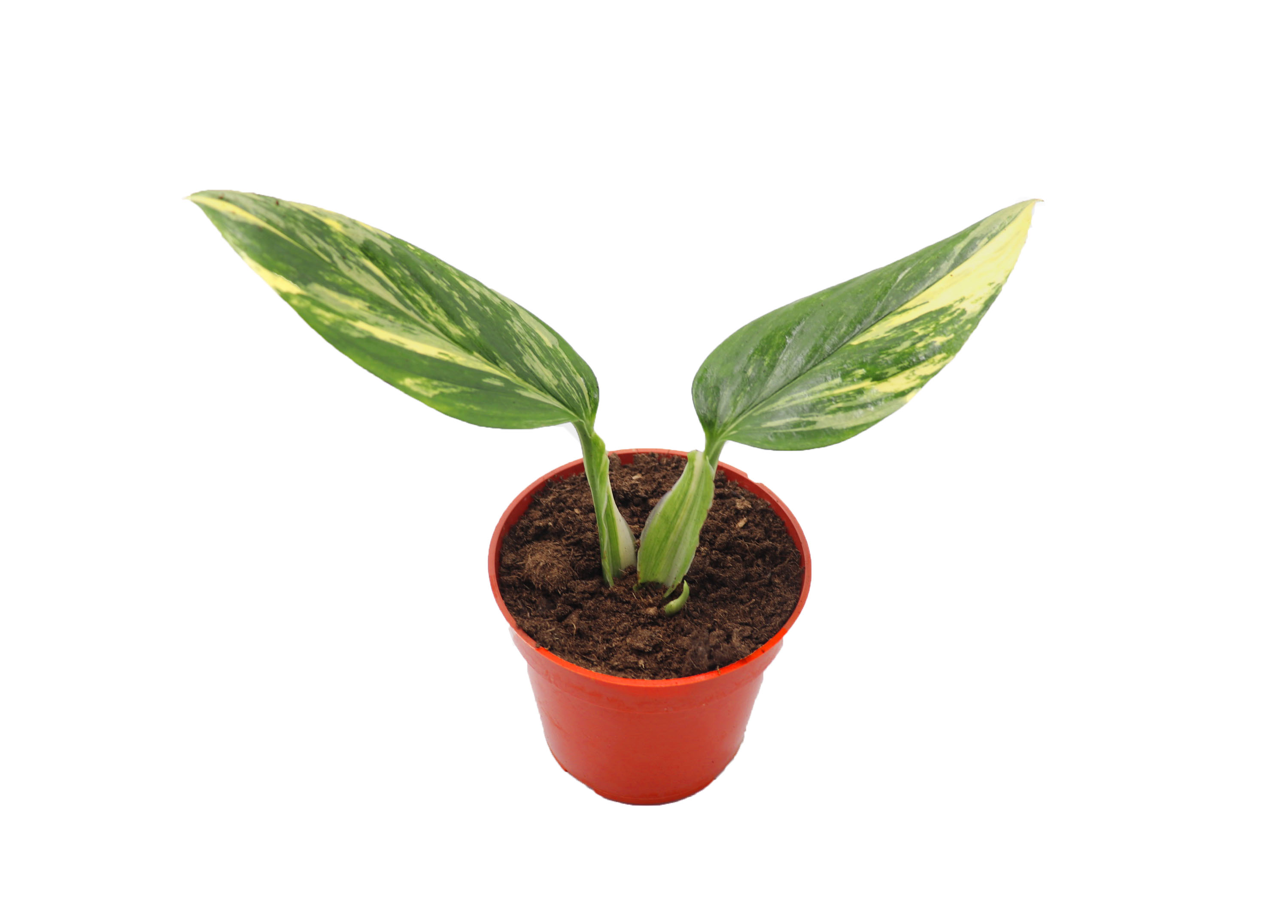 Monstera Standleyana Aurea