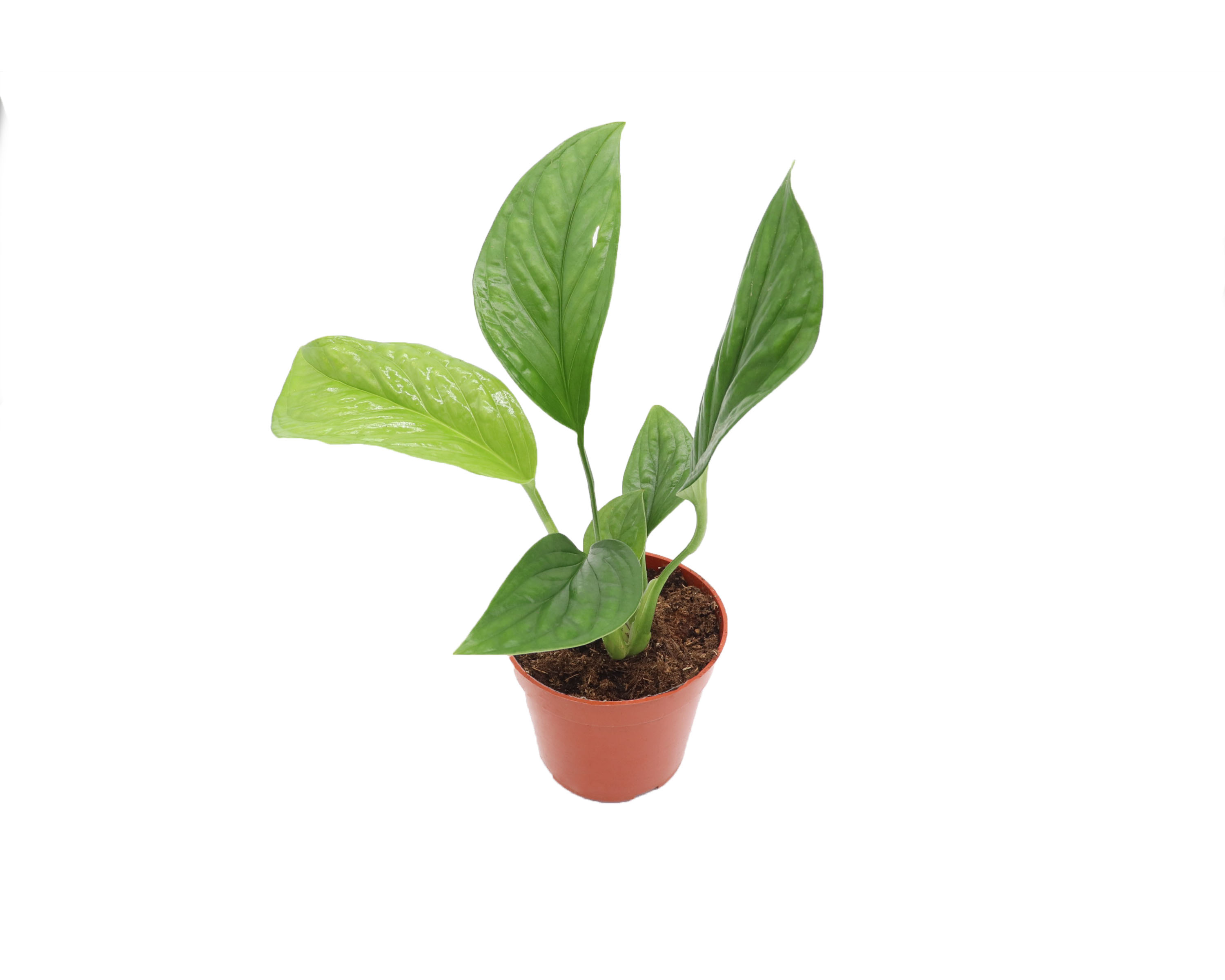 Monstera Pinnatifida