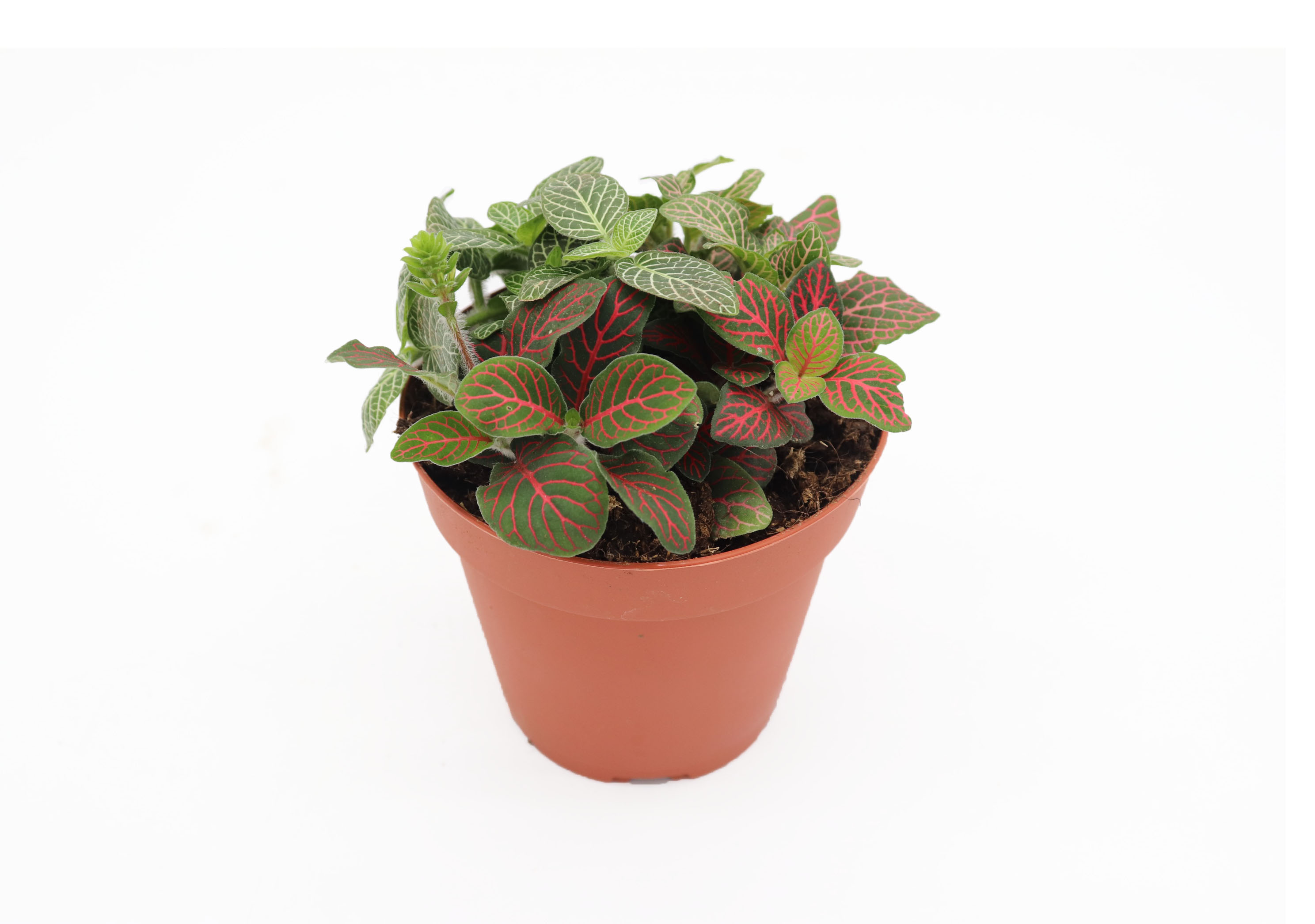 Multicolor Fittonia