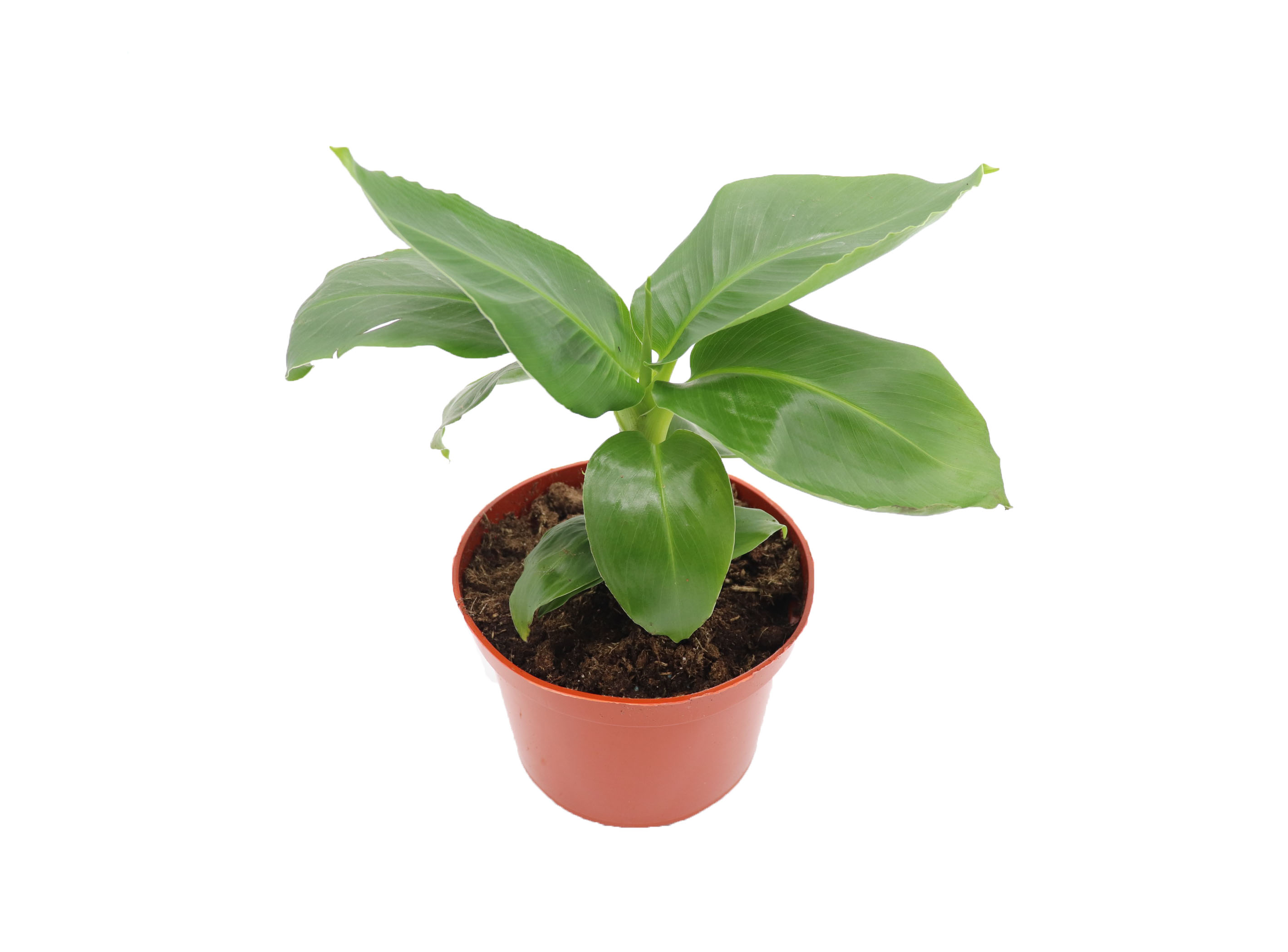 Musa Tropicana Banana Plant