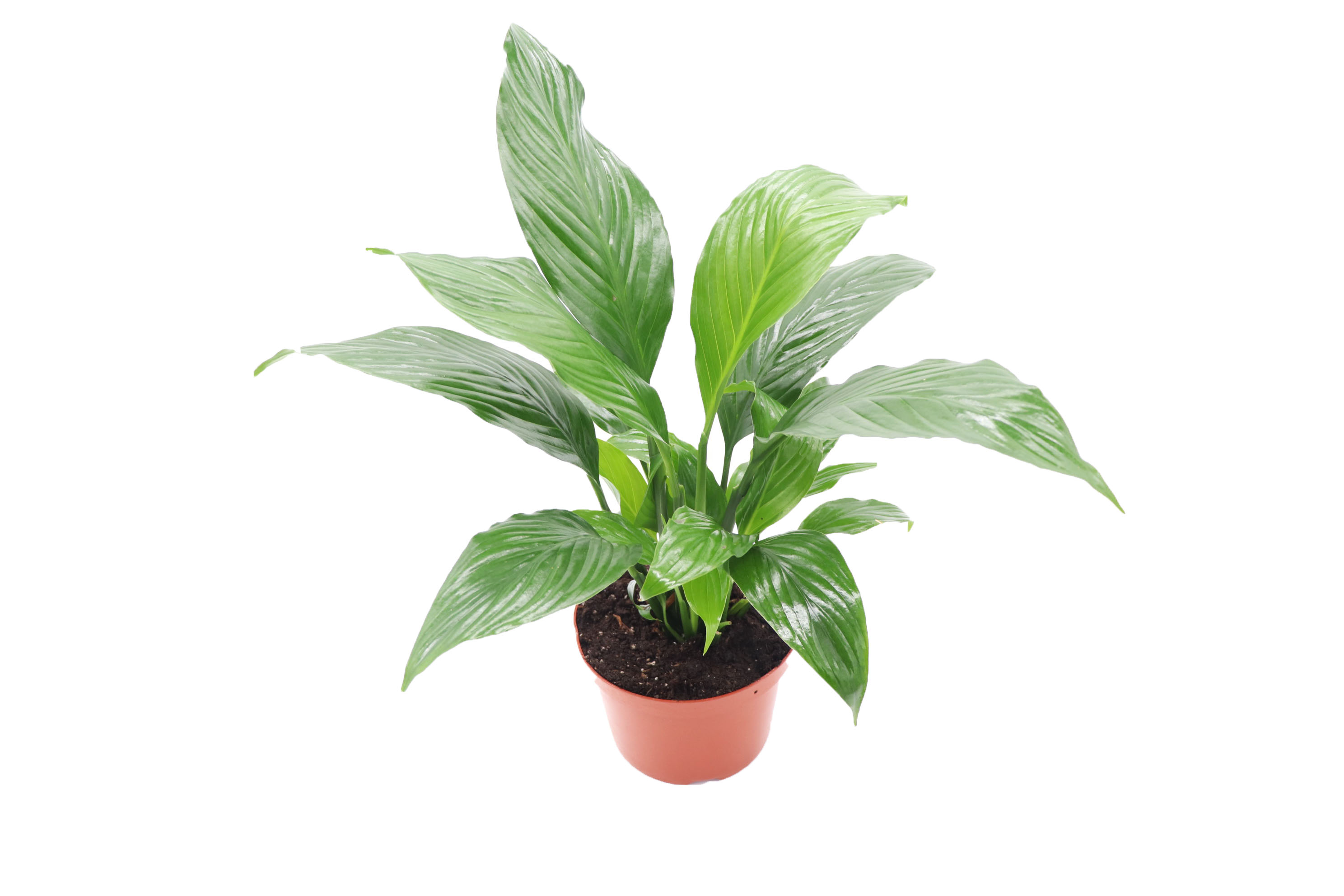 Peace Lily