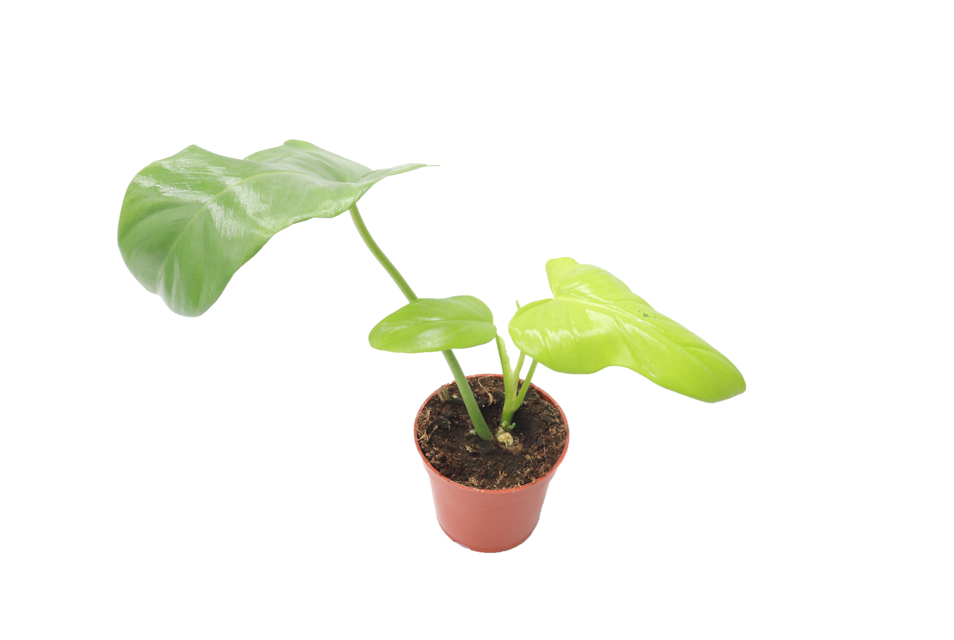 Philodendron Bip Aurea