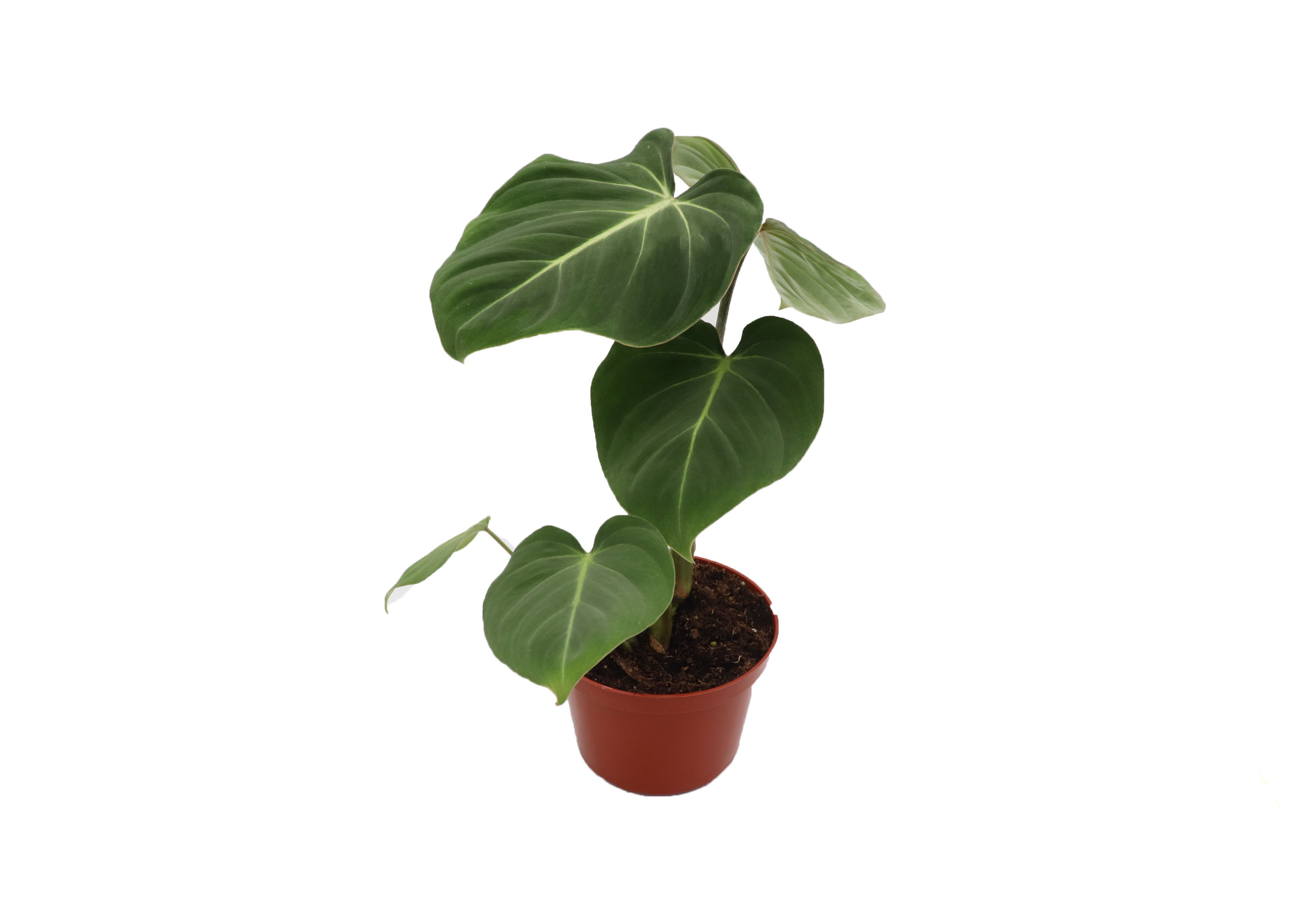 Philodendron Gloriosum