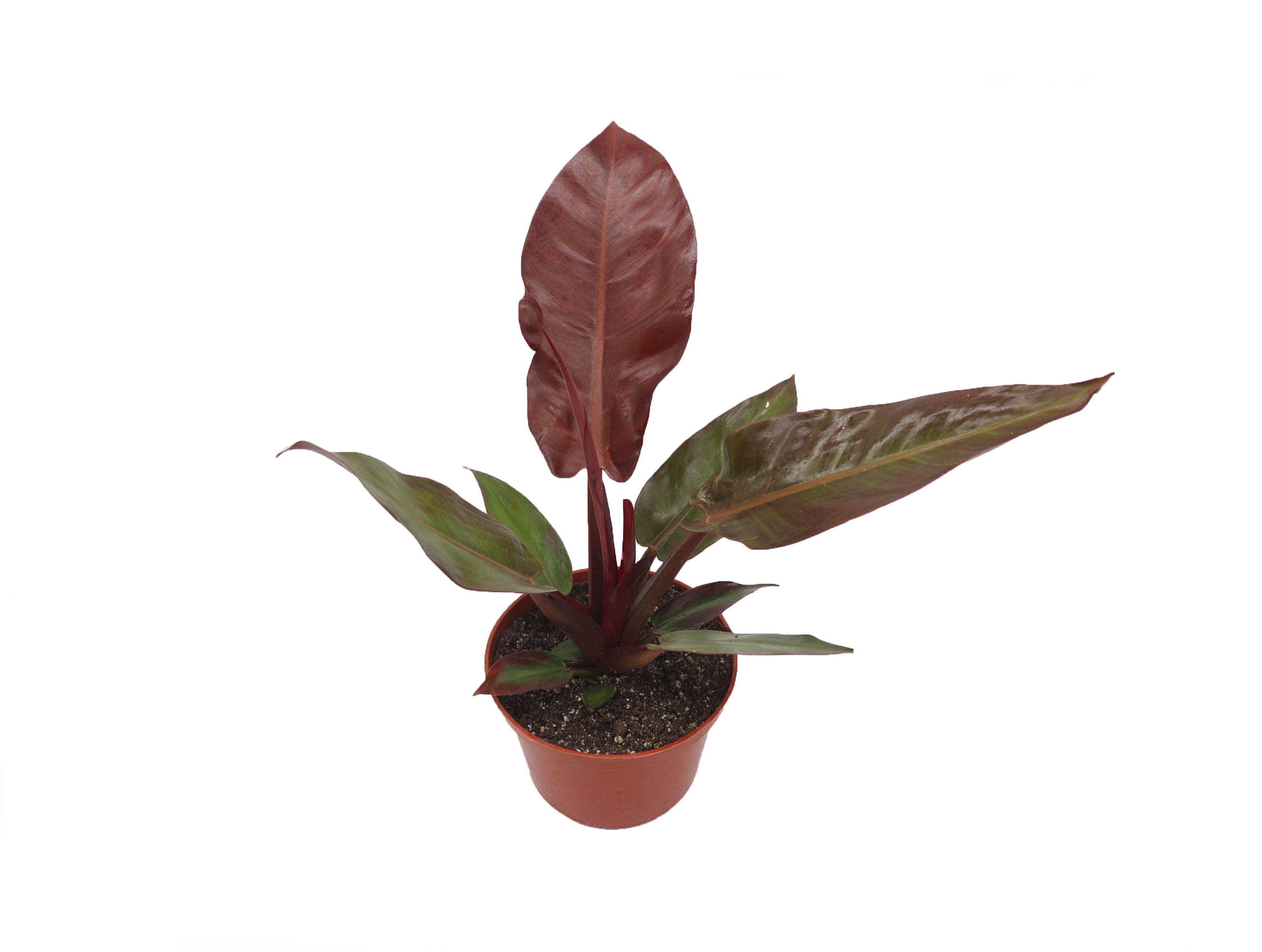 Philodendron Selloum Red Sun