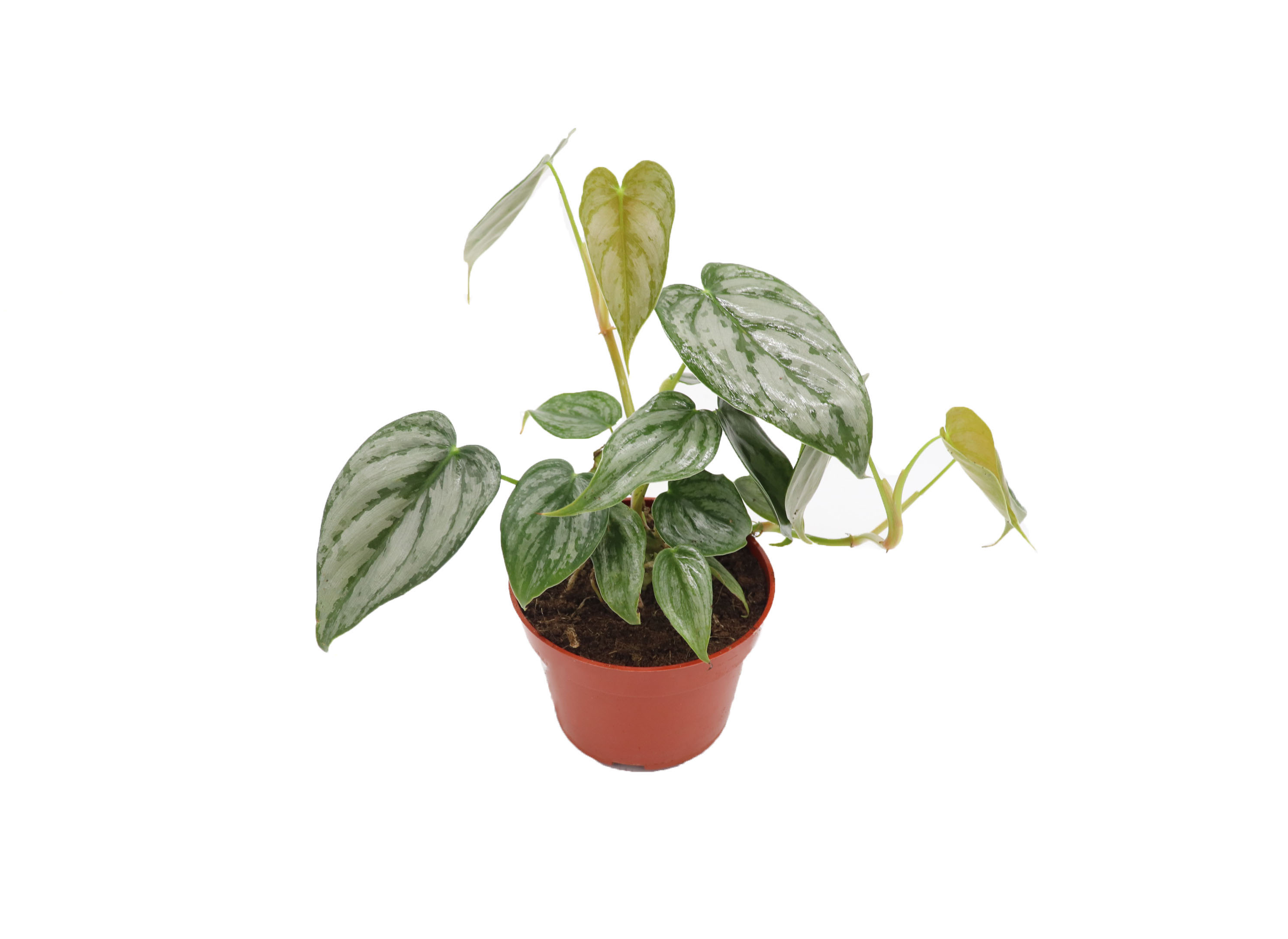 Philodendron Brandtianum