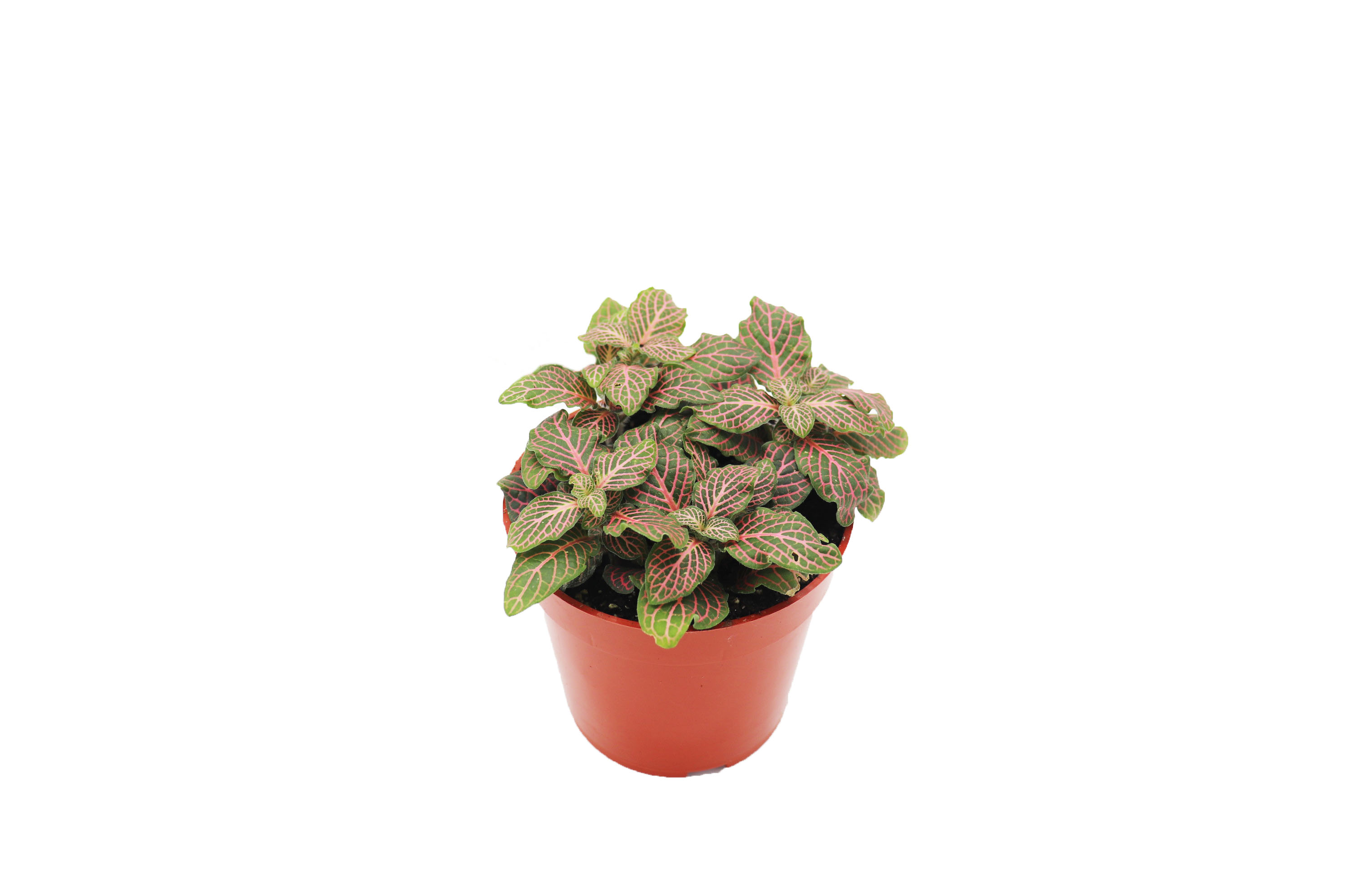 Pink Fittonia