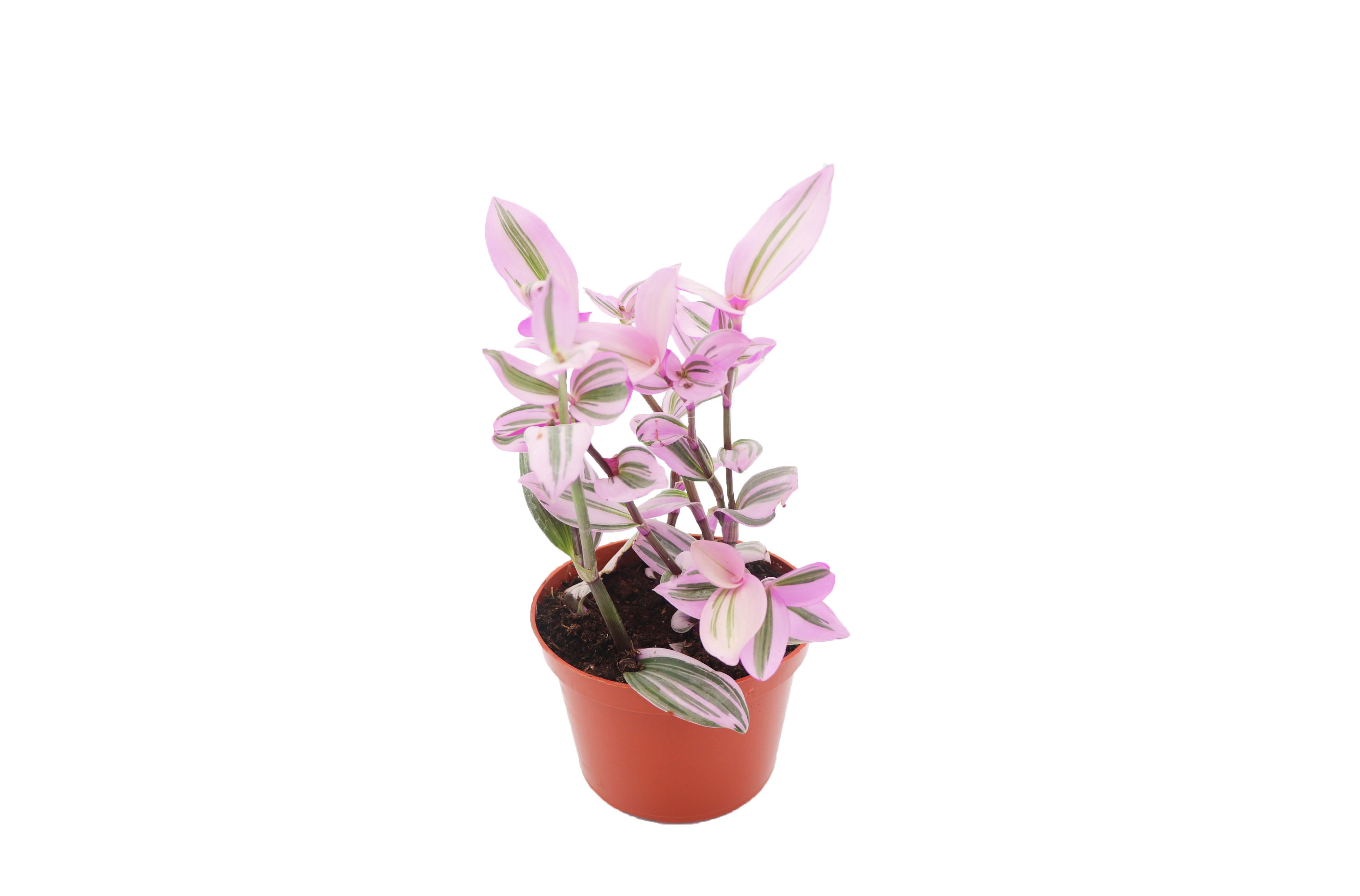 Pink Wandering Jew