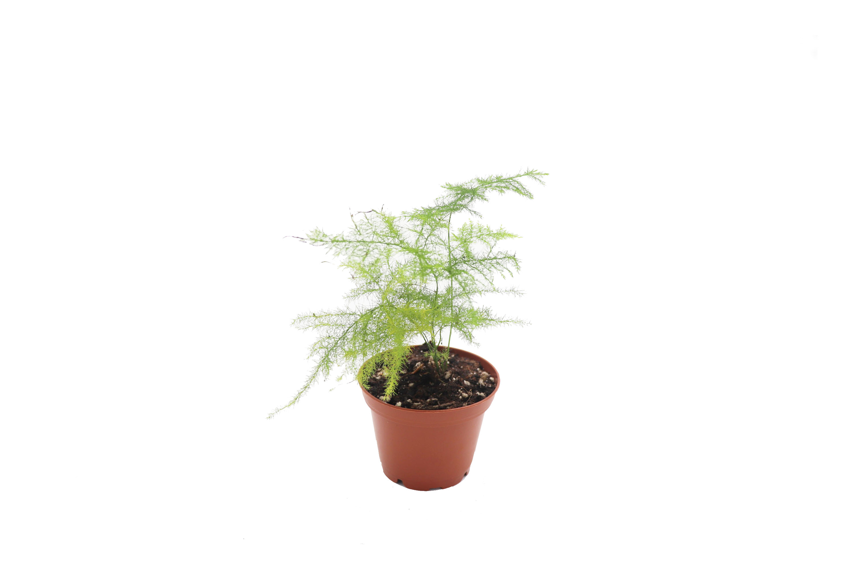 Plumosa Fern
