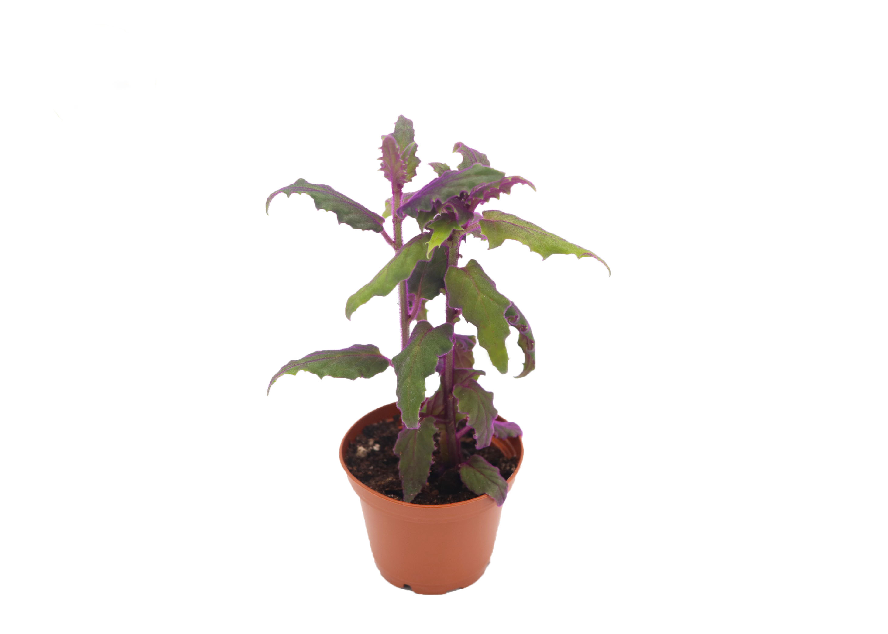 Purple Passion Plant