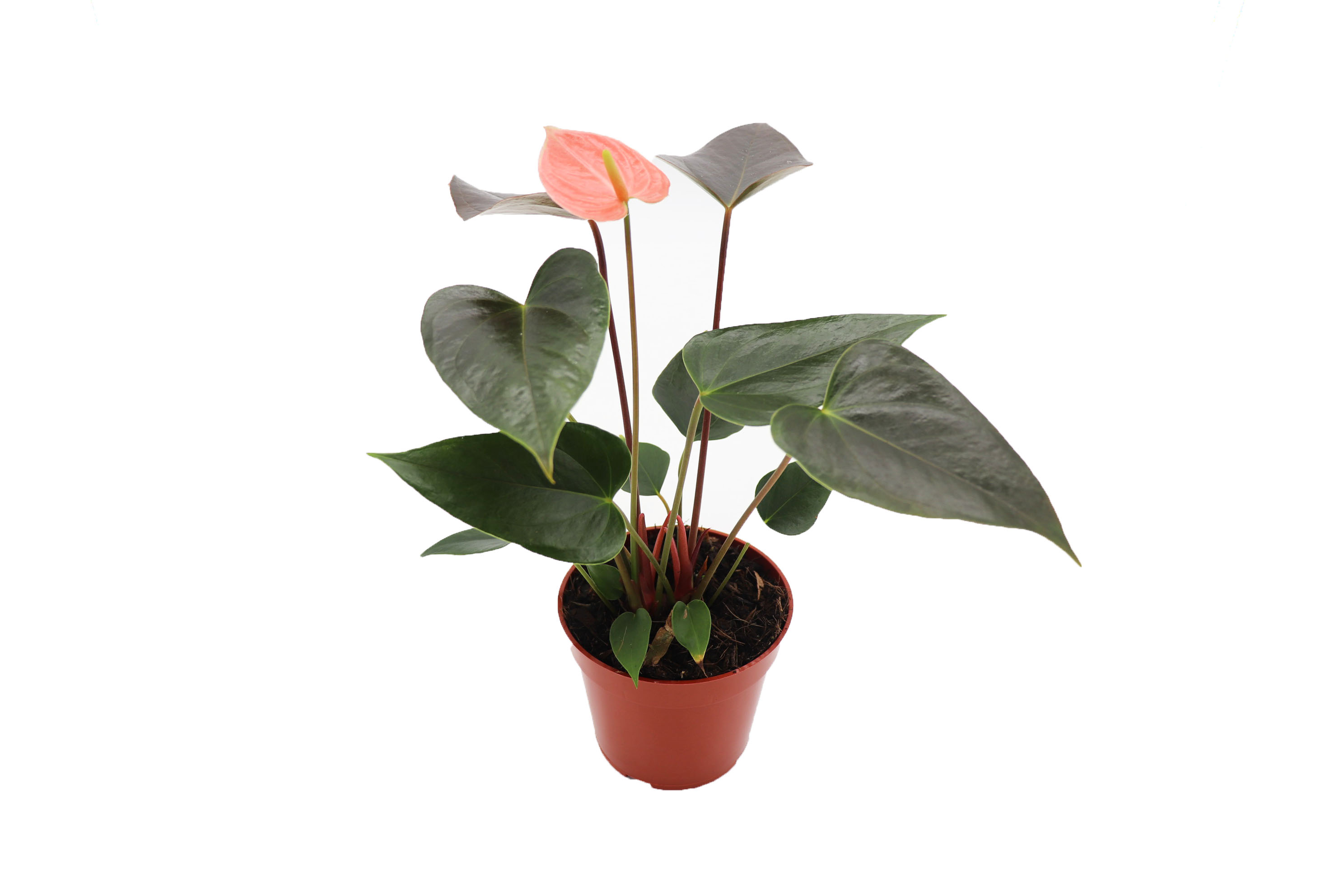 Rainbow Anthurium