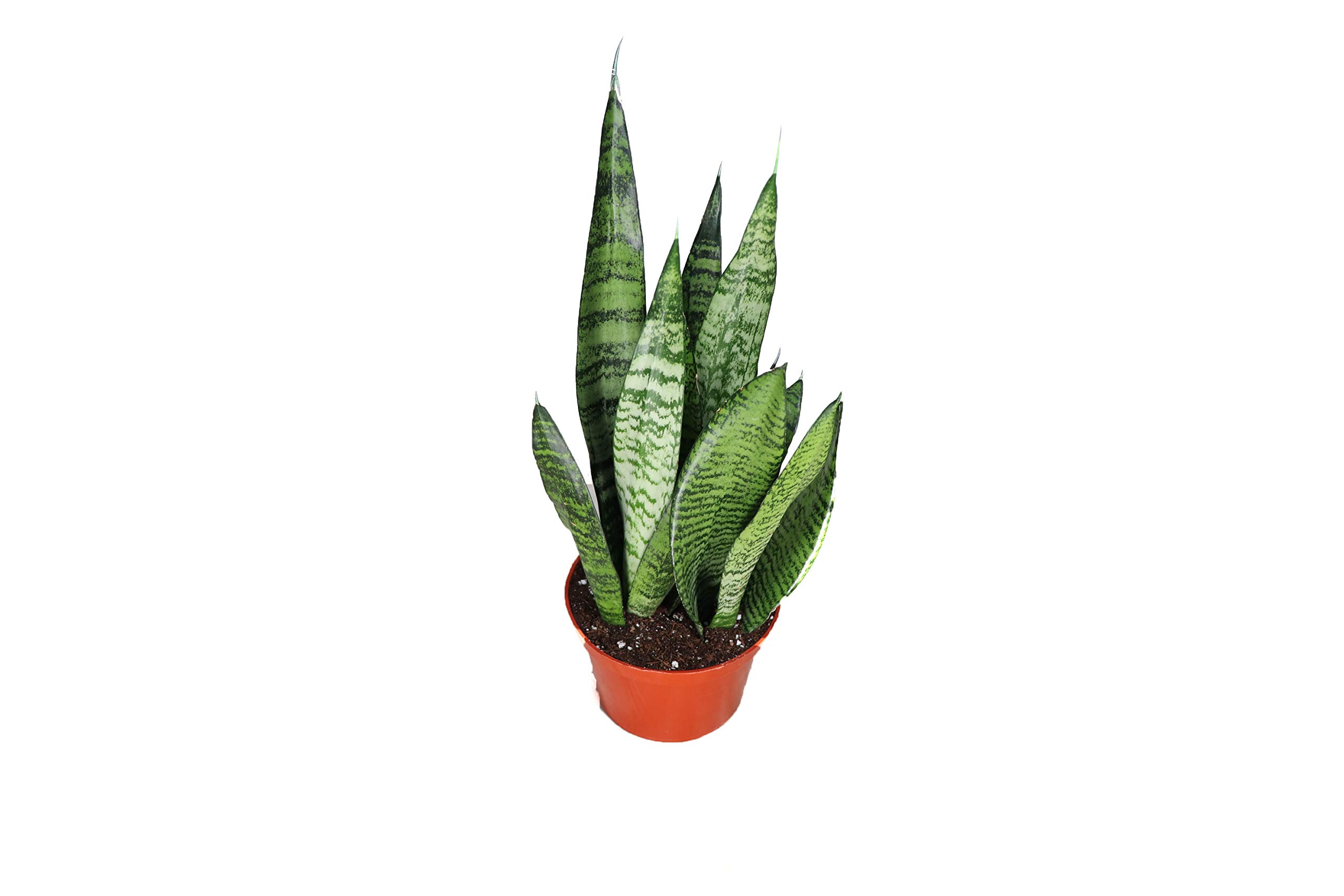 Sansevieria