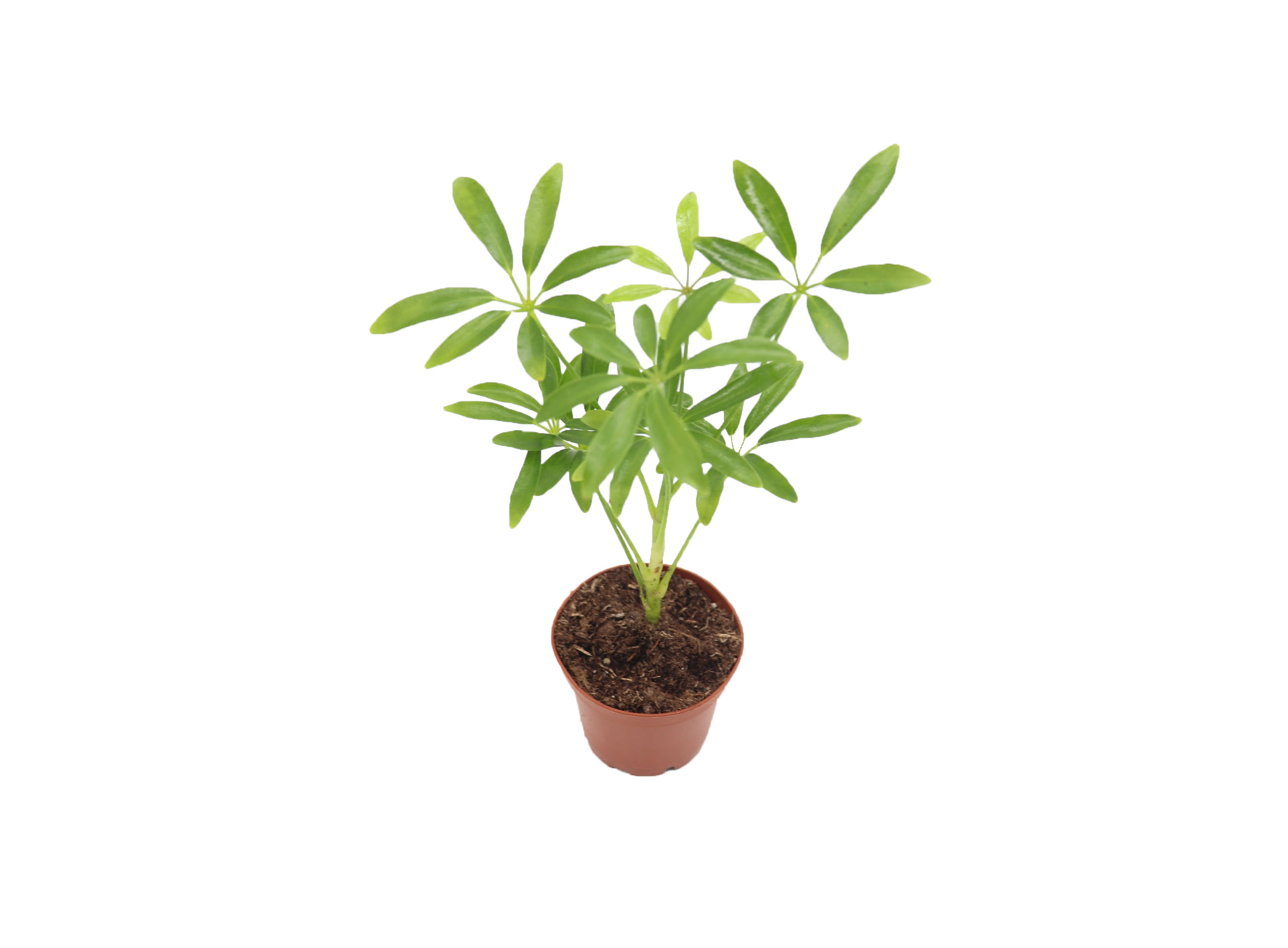 Schefflera Green