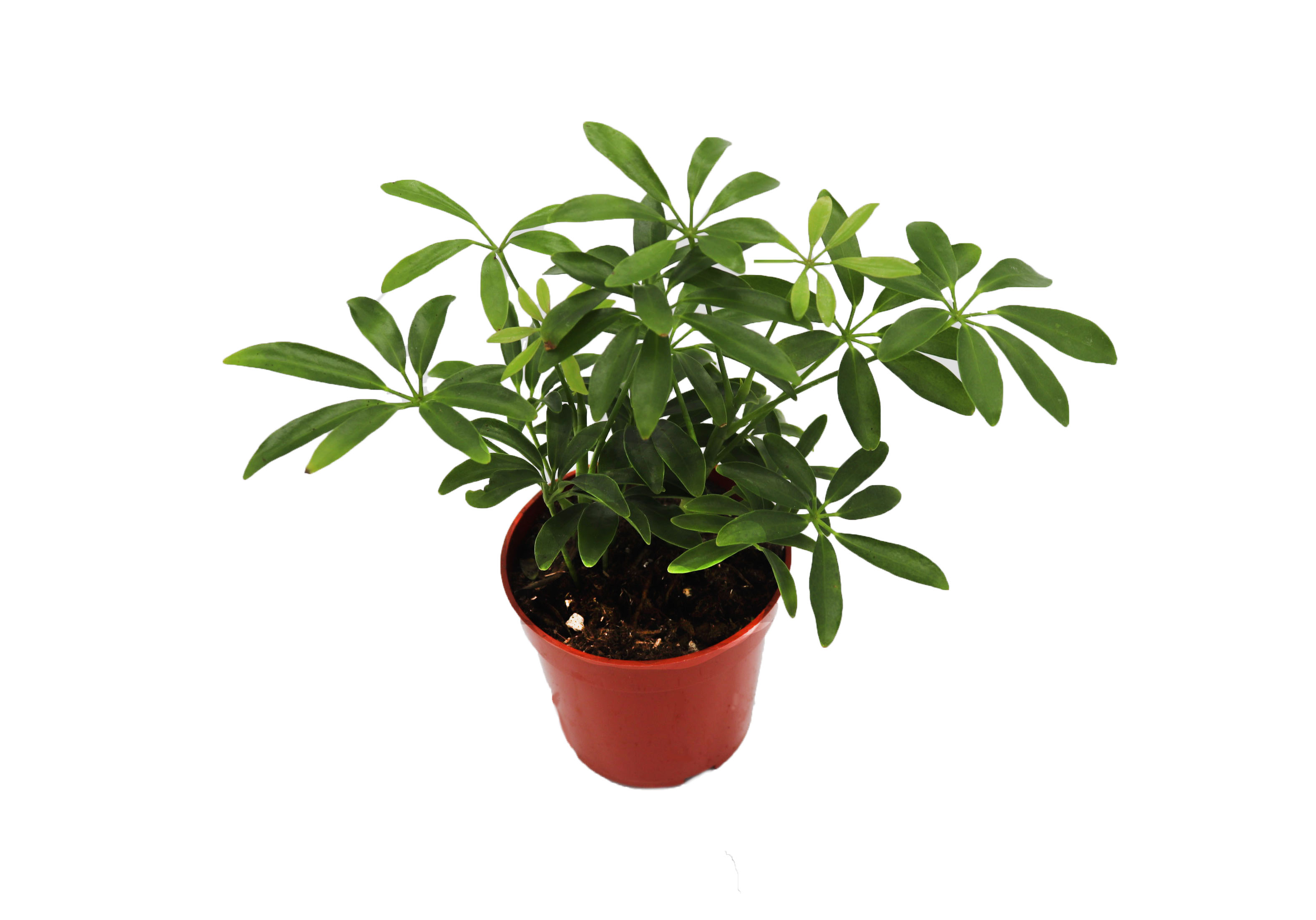 Schefflera
