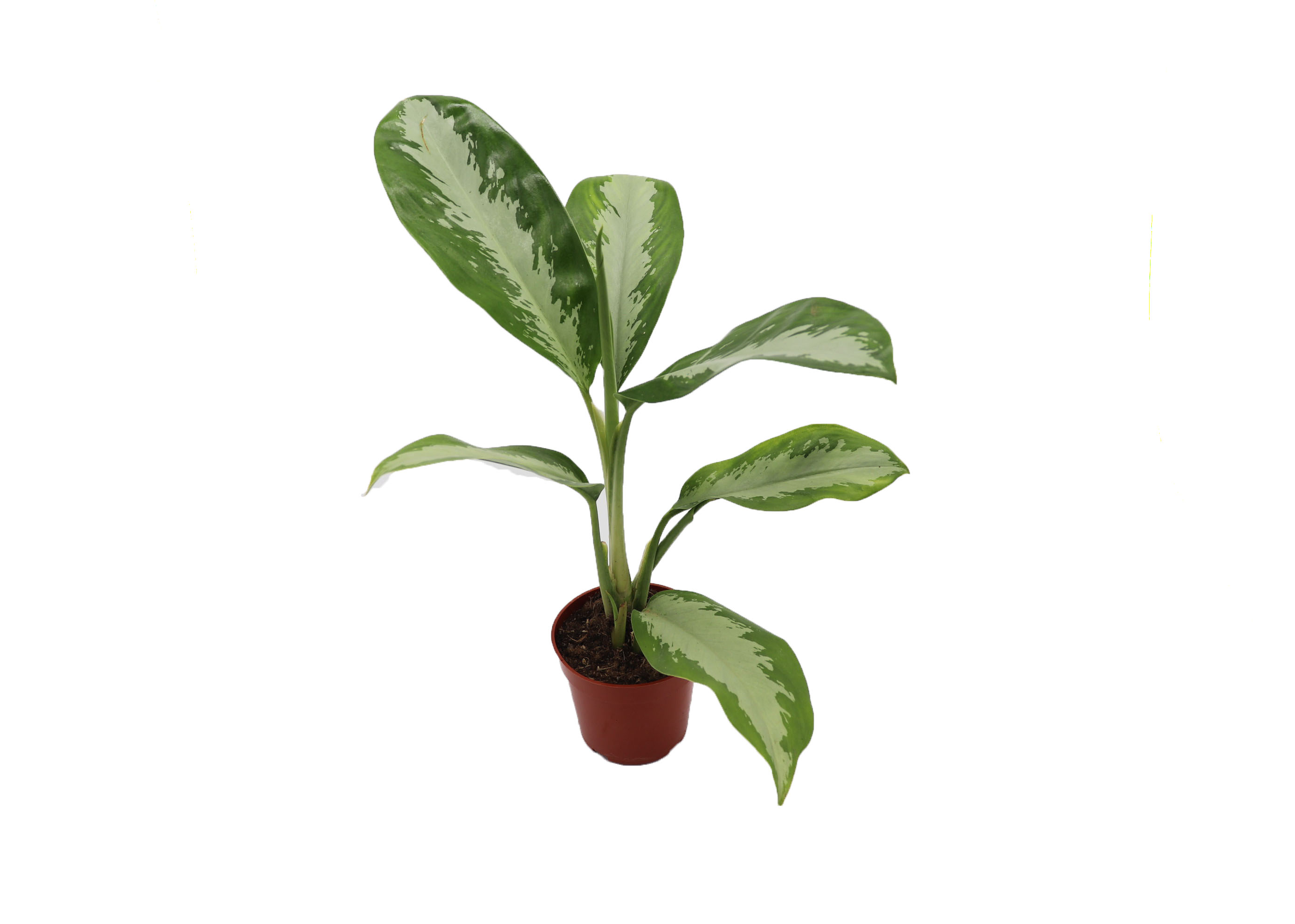 Silver Moon (Hoya Finlayoniana)