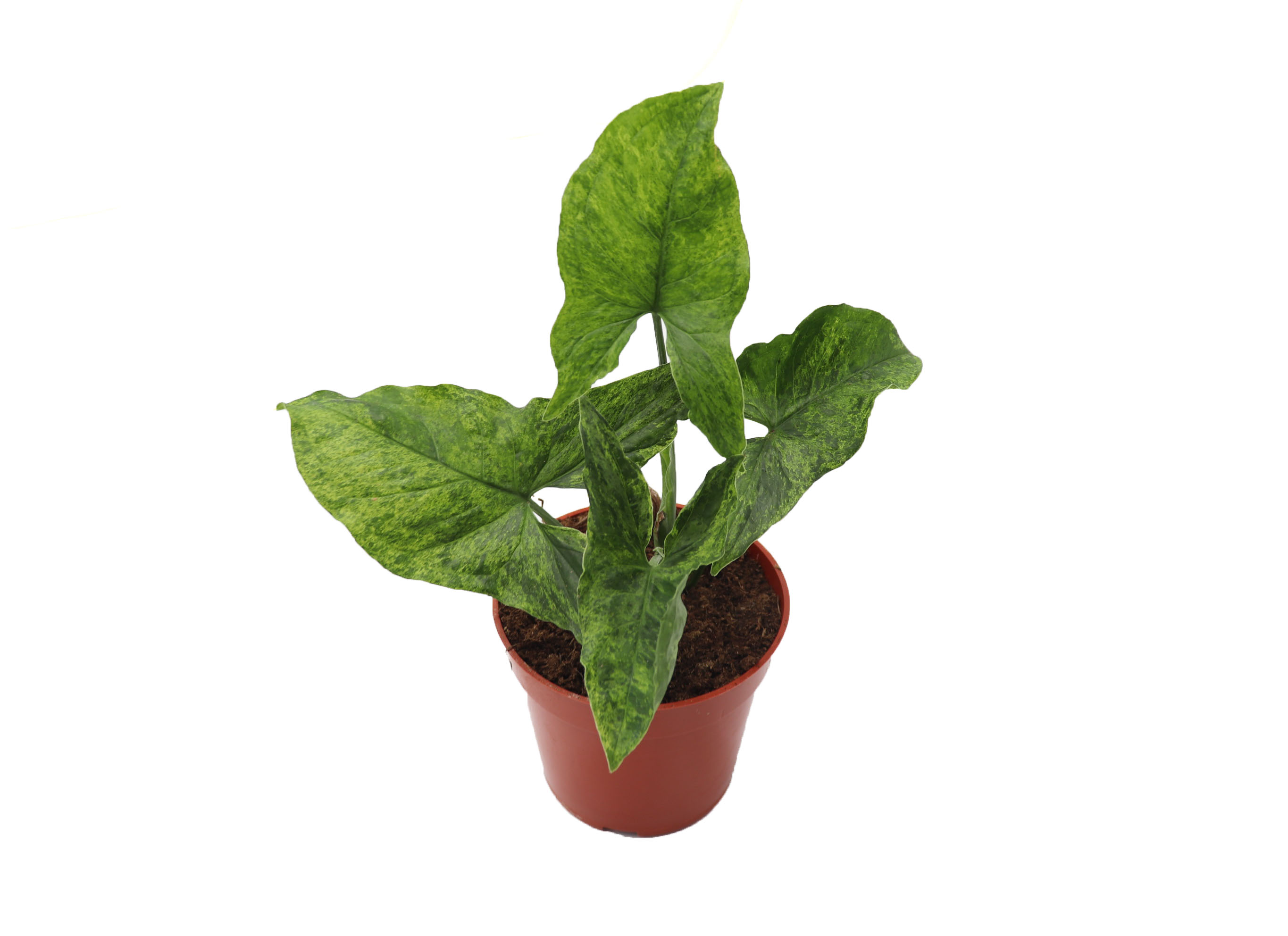 Syngonium Mojito