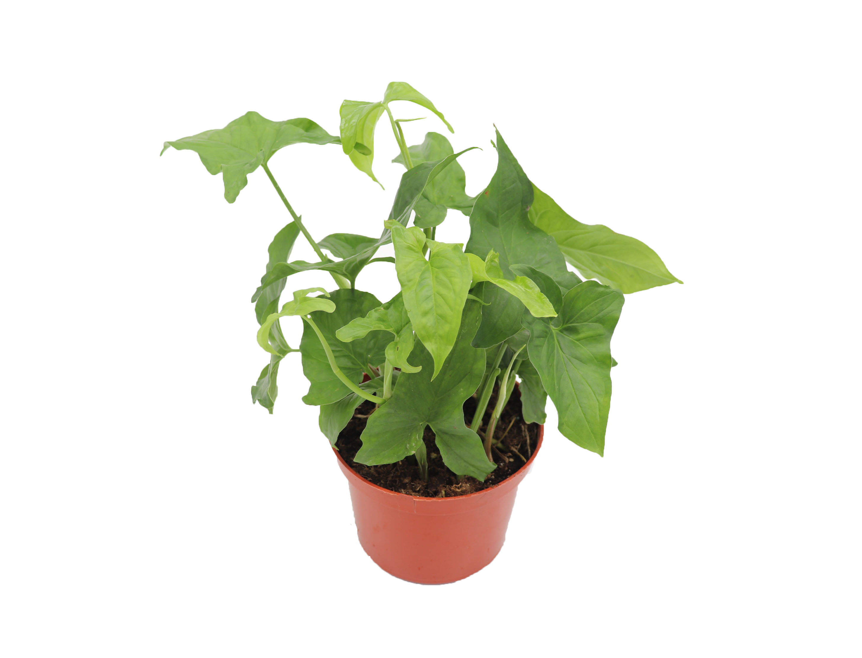 Syngonium Green Arboricola