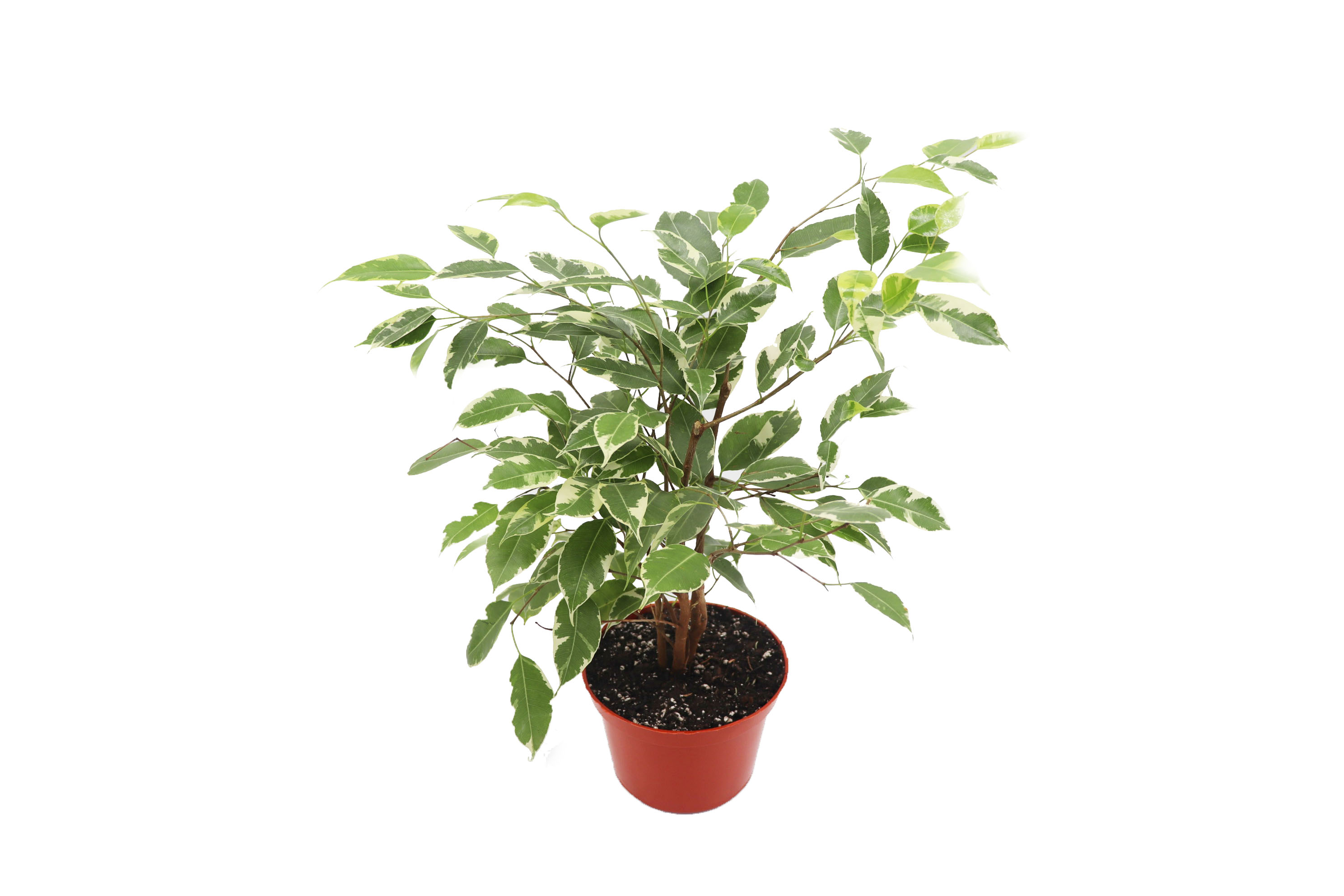Variegated Ficus
