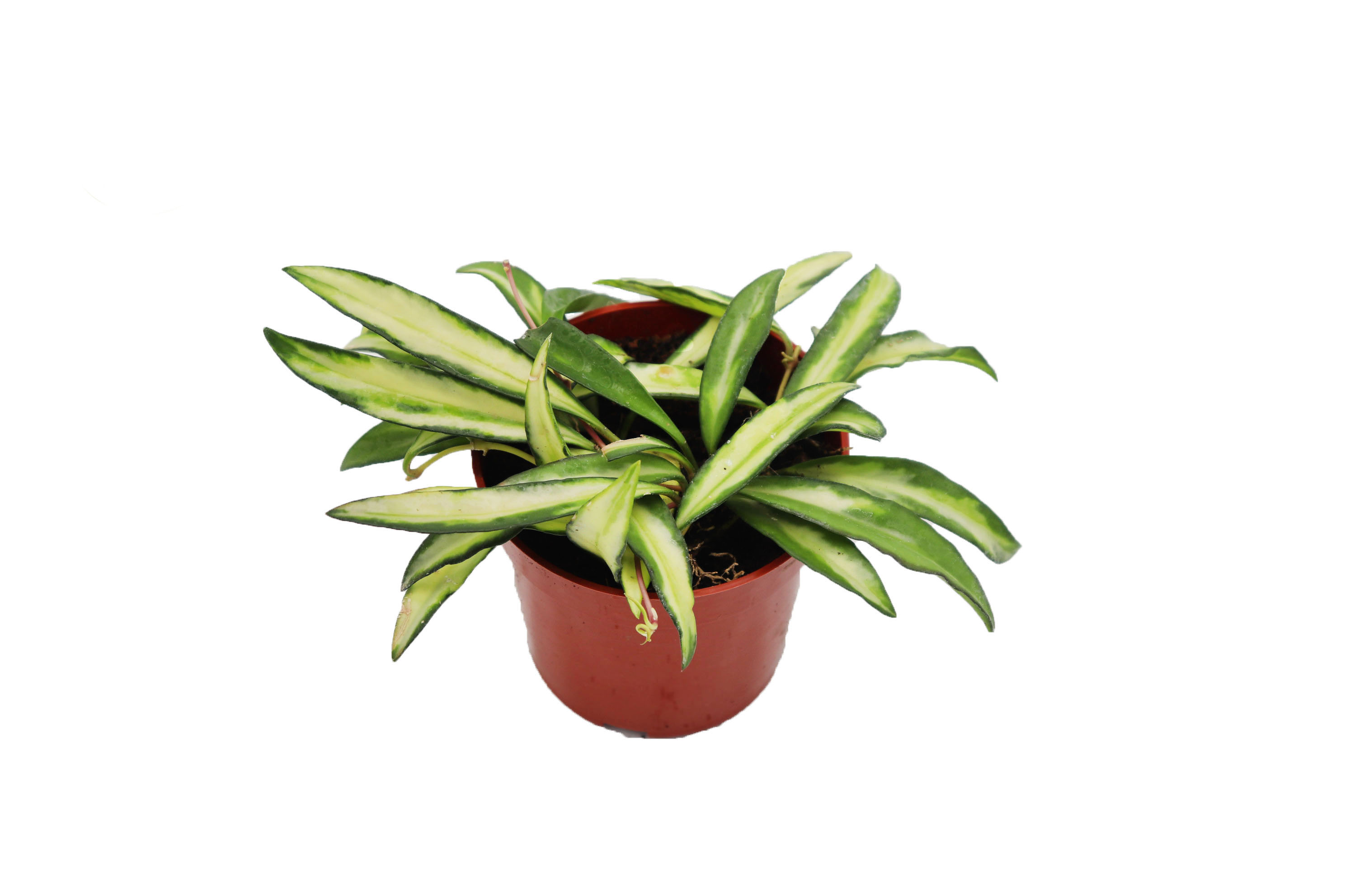 Variegated Hoya Wayetii