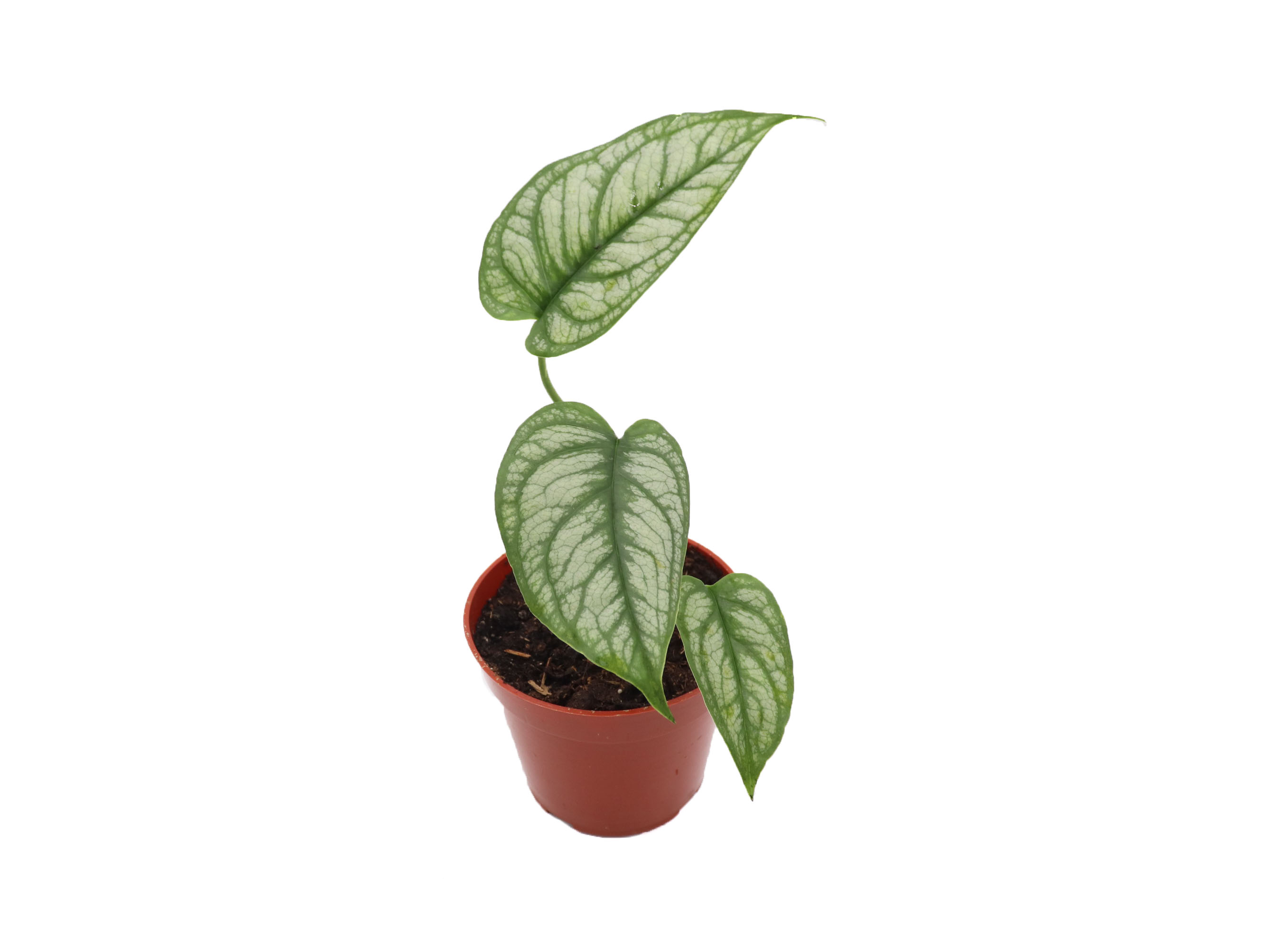 Siltepecana El Salvador