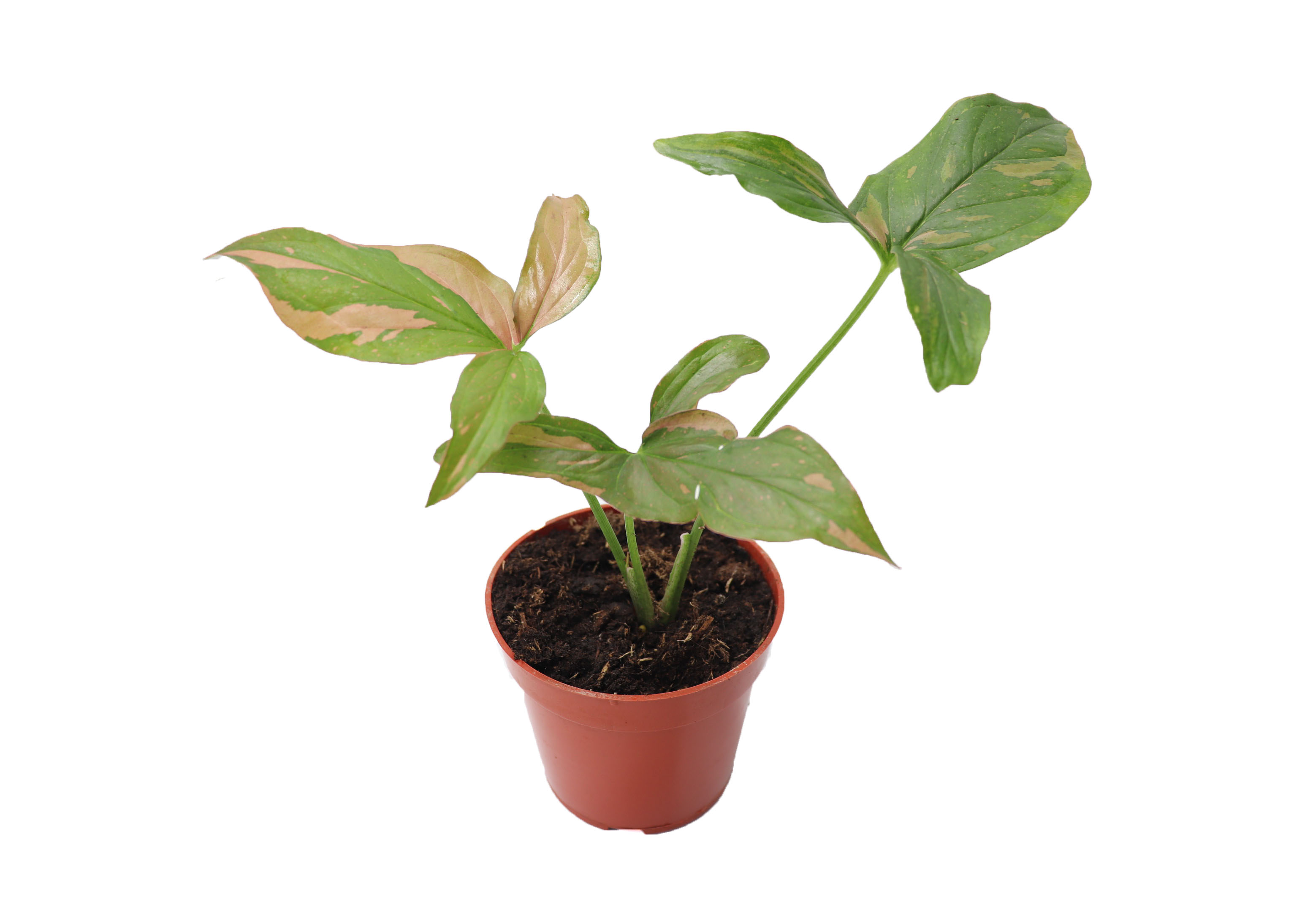 Syngonium Pink Splash