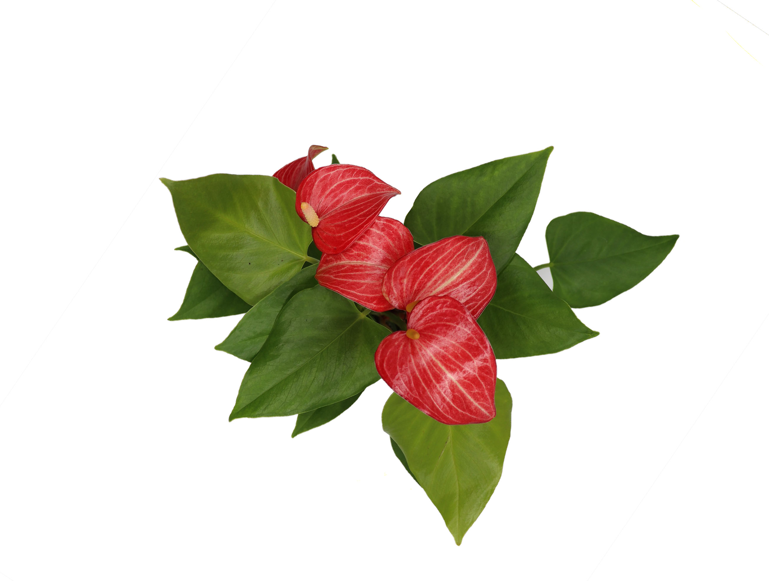 Variegated Anthurium